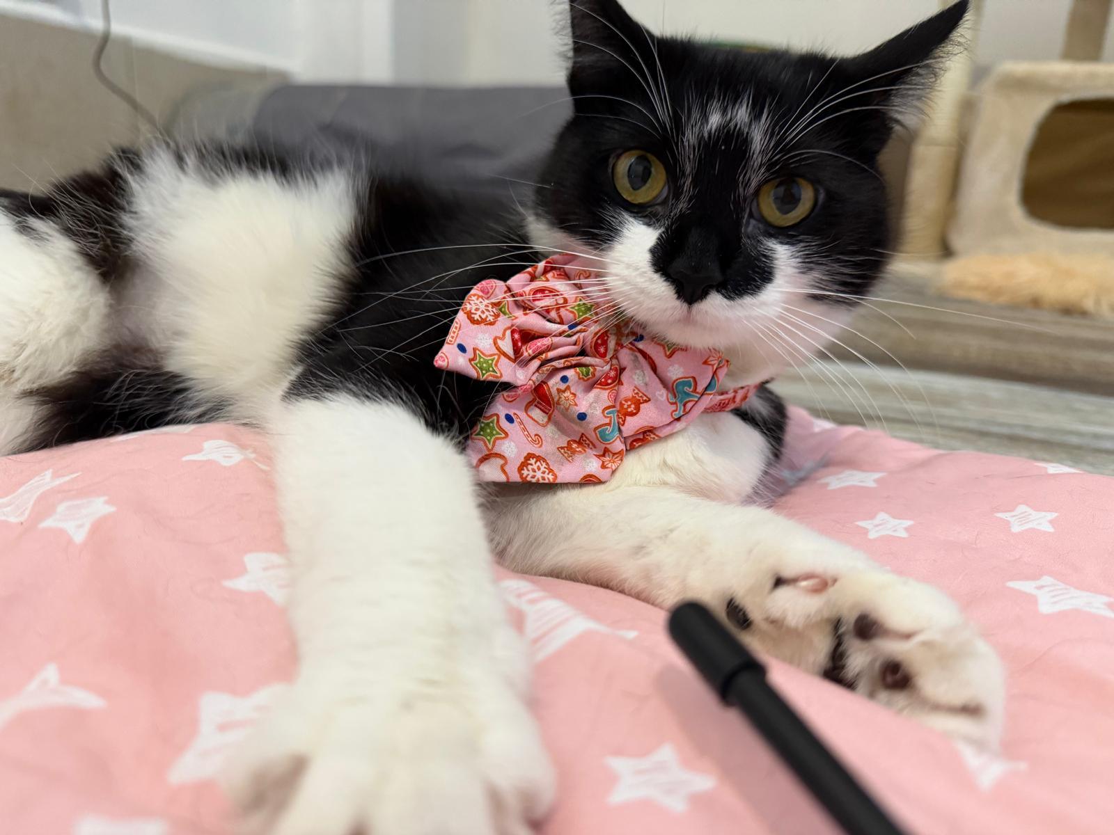 Enlarge Avina, a ADOPTABLE Domestic Medium Hair in Sudbury, MA image 1/2