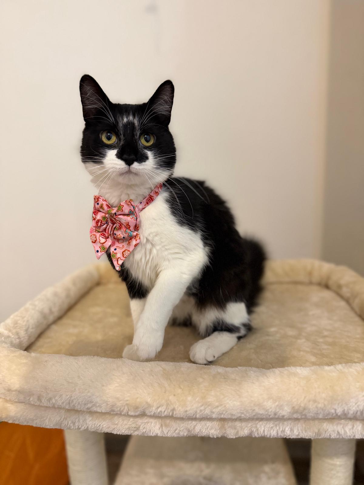 Enlarge Avina, a ADOPTABLE Domestic Medium Hair in Sudbury, MA image 2/2