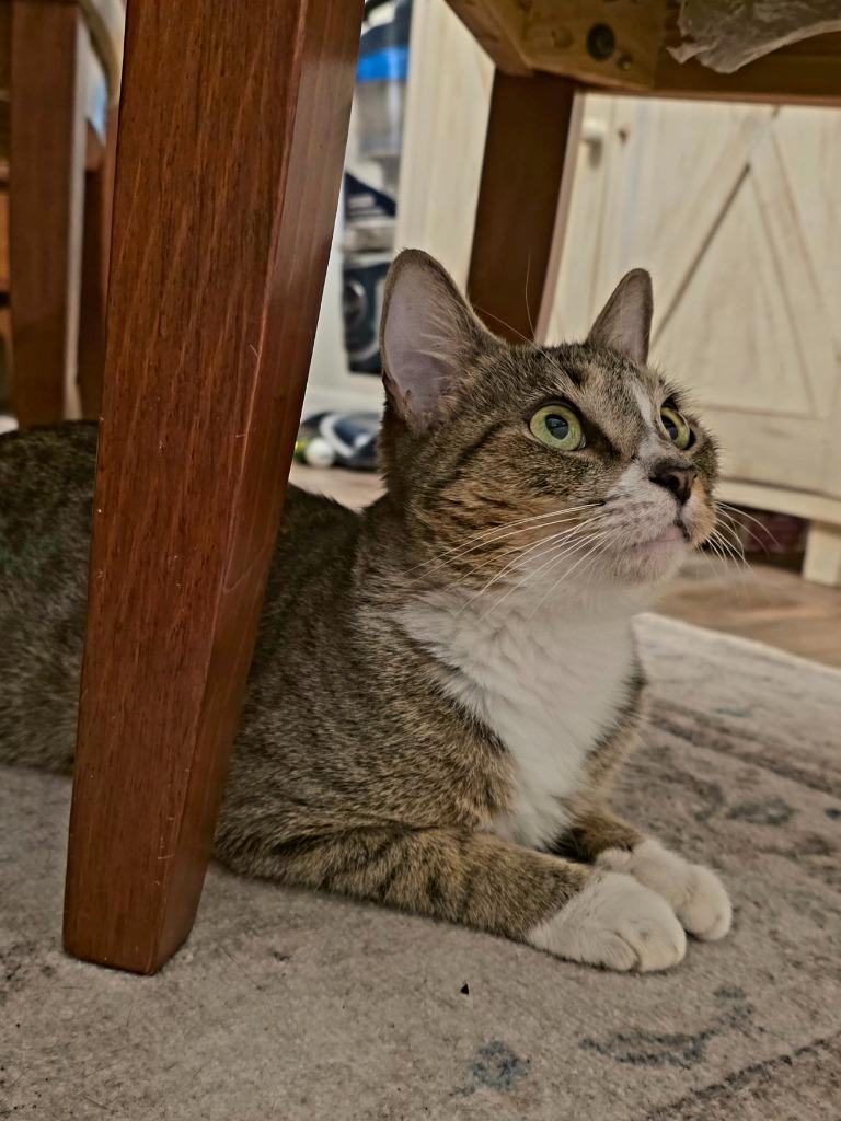 Winter, Adoptable, Young Female Domestic Short Hair.