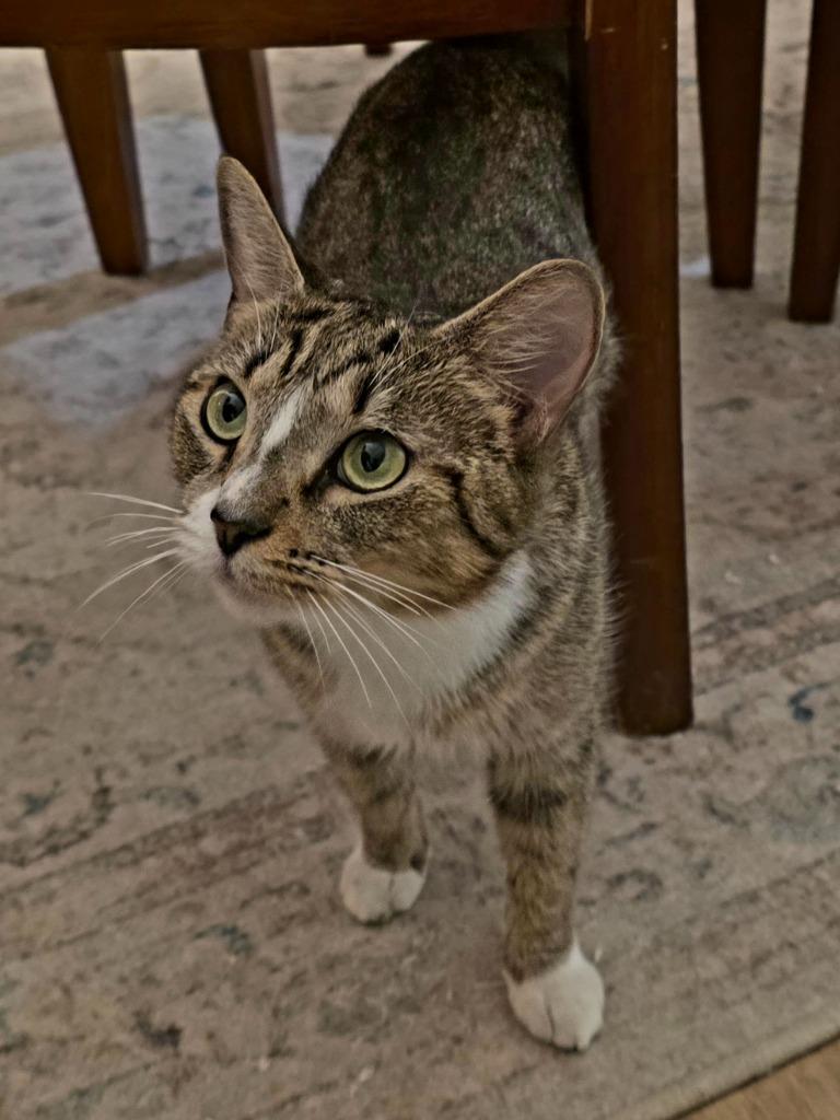 Enlarge Winter, a Adoptable Domestic Short Hair in Fort Myers, FL image 2/4