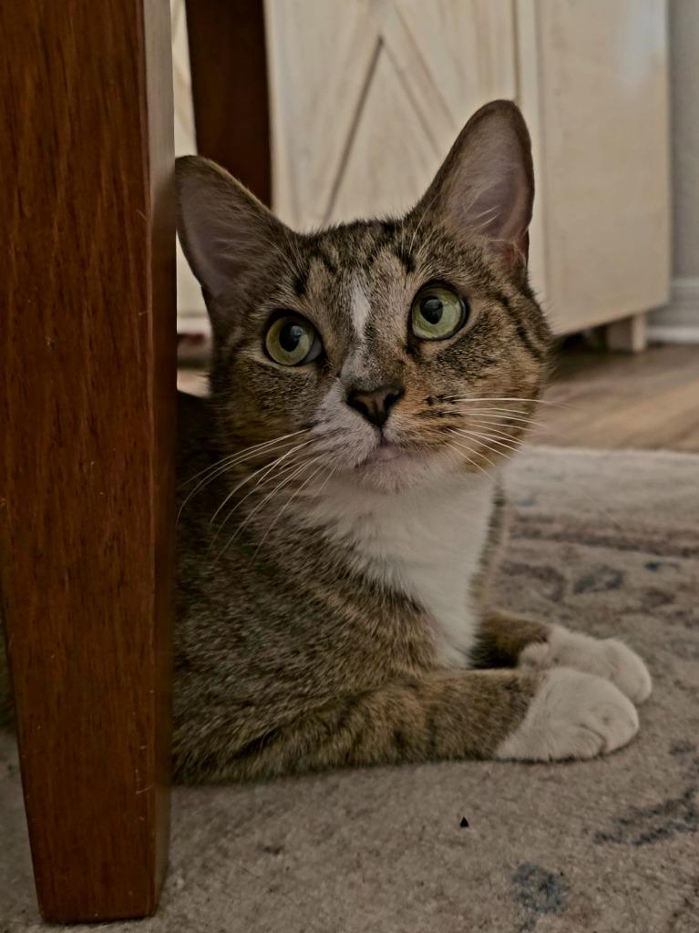 Enlarge Winter, a Adoptable Domestic Short Hair in Fort Myers, FL image 3/4