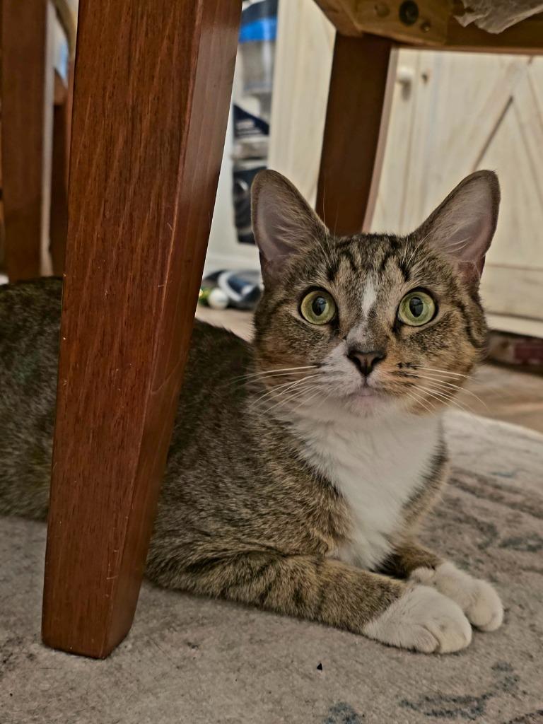 Enlarge Winter, a Adoptable Domestic Short Hair in Fort Myers, FL image 4/4