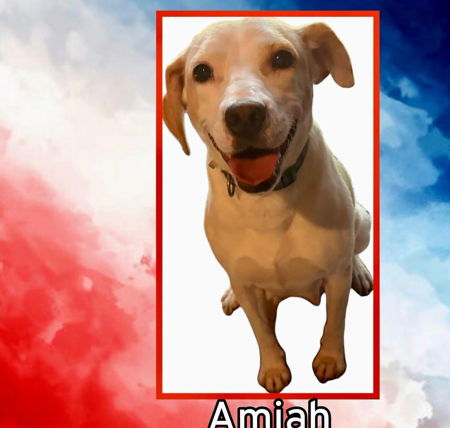 Amiah, ADOPTABLE, Adult Female Beagle & American Staffordshire Terrier.