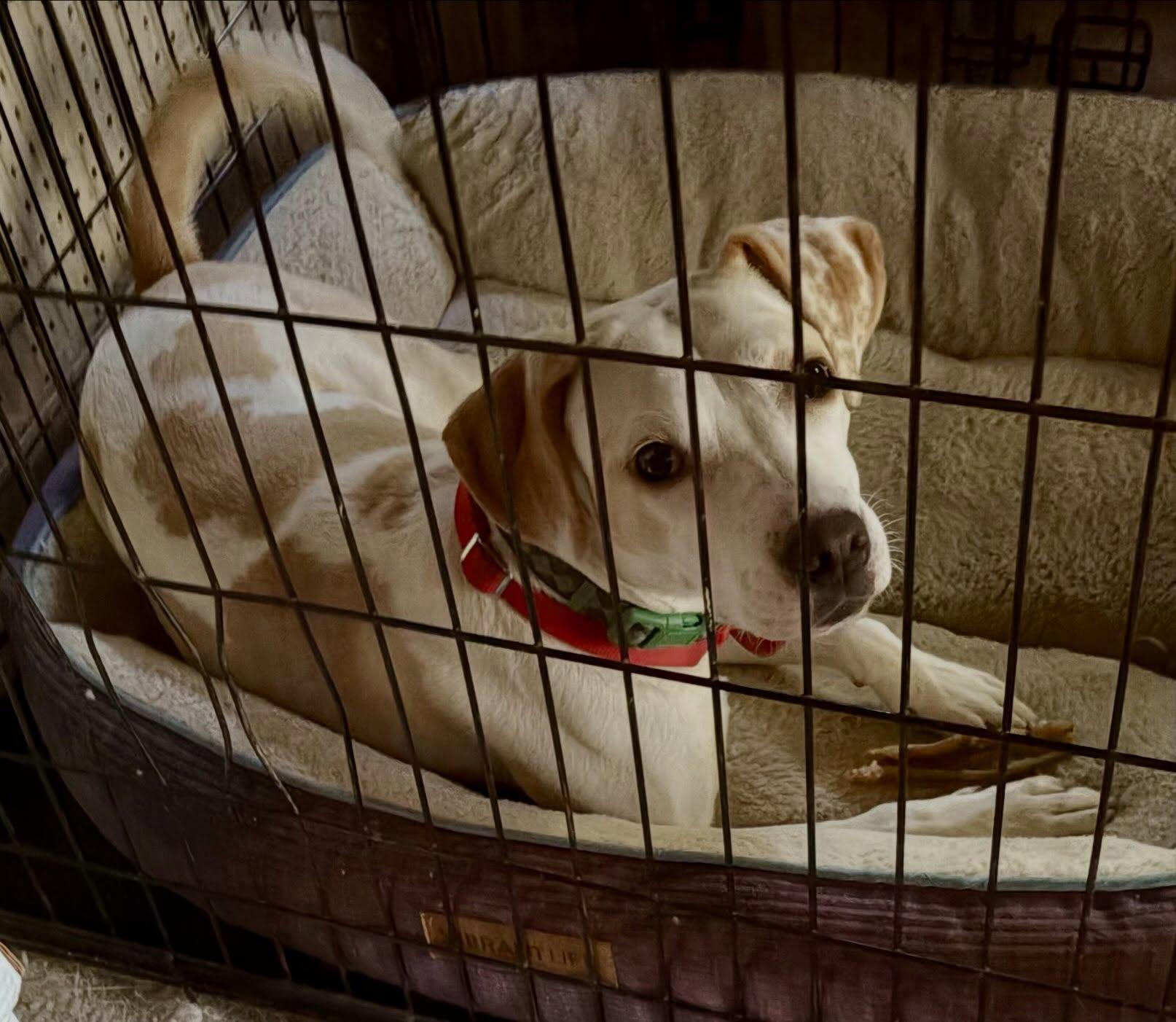 Enlarge Amiah, a Adoptable mixed breed in Raleigh, NC image 4/6