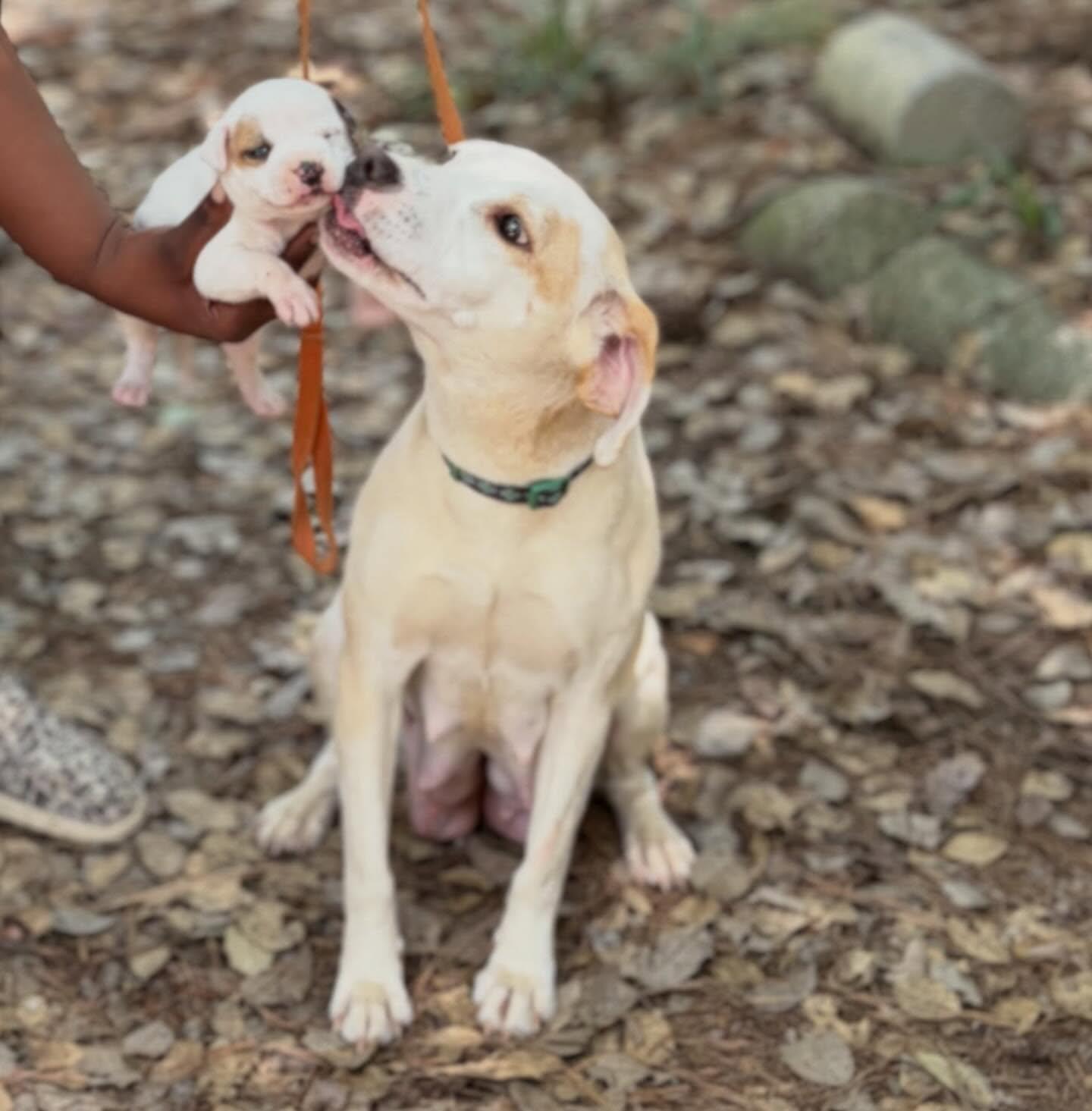 Amiah, a ADOPTABLE mixed breed in Raleigh, NC image 5/6