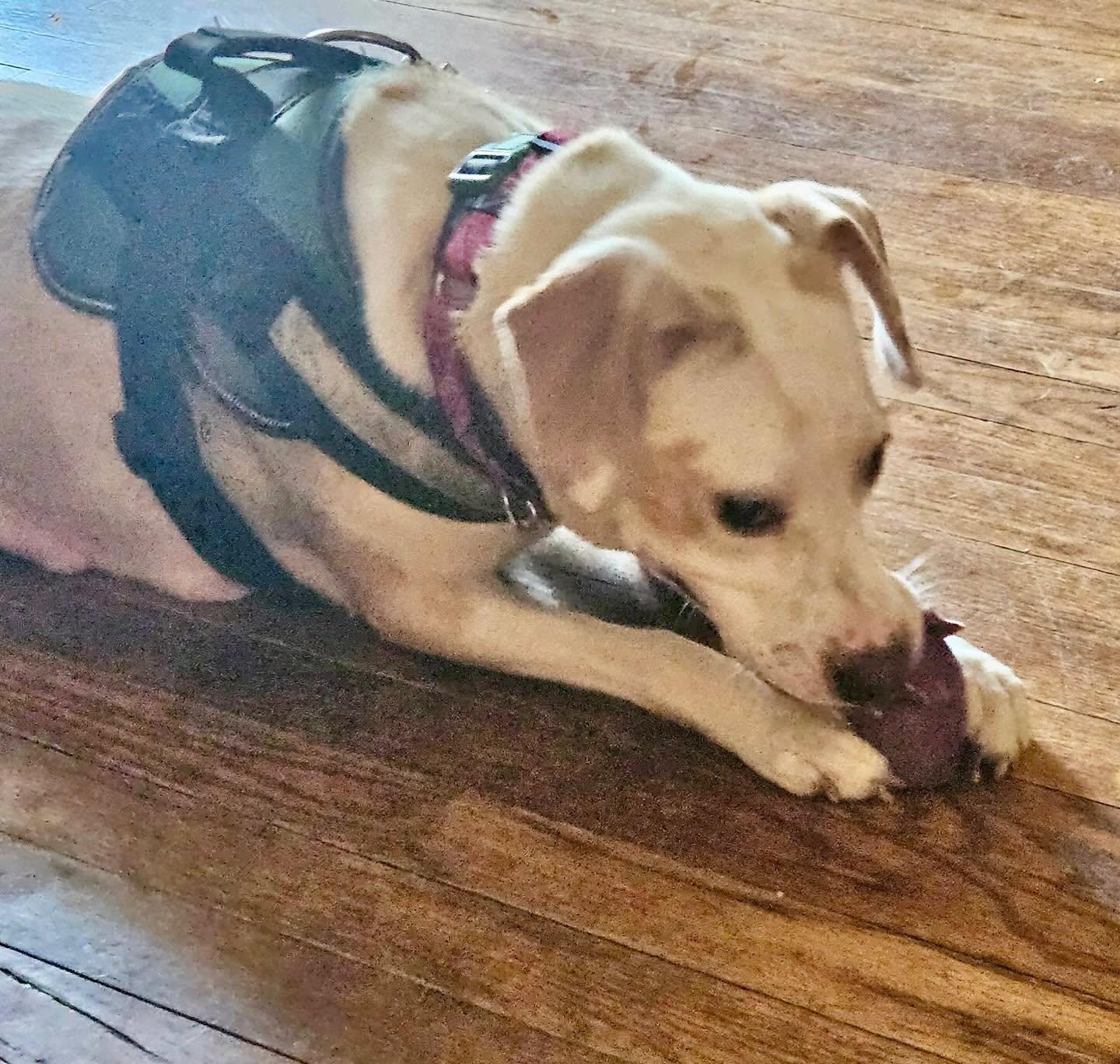 Amiah, a ADOPTABLE mixed breed in Raleigh, NC image 3/6
