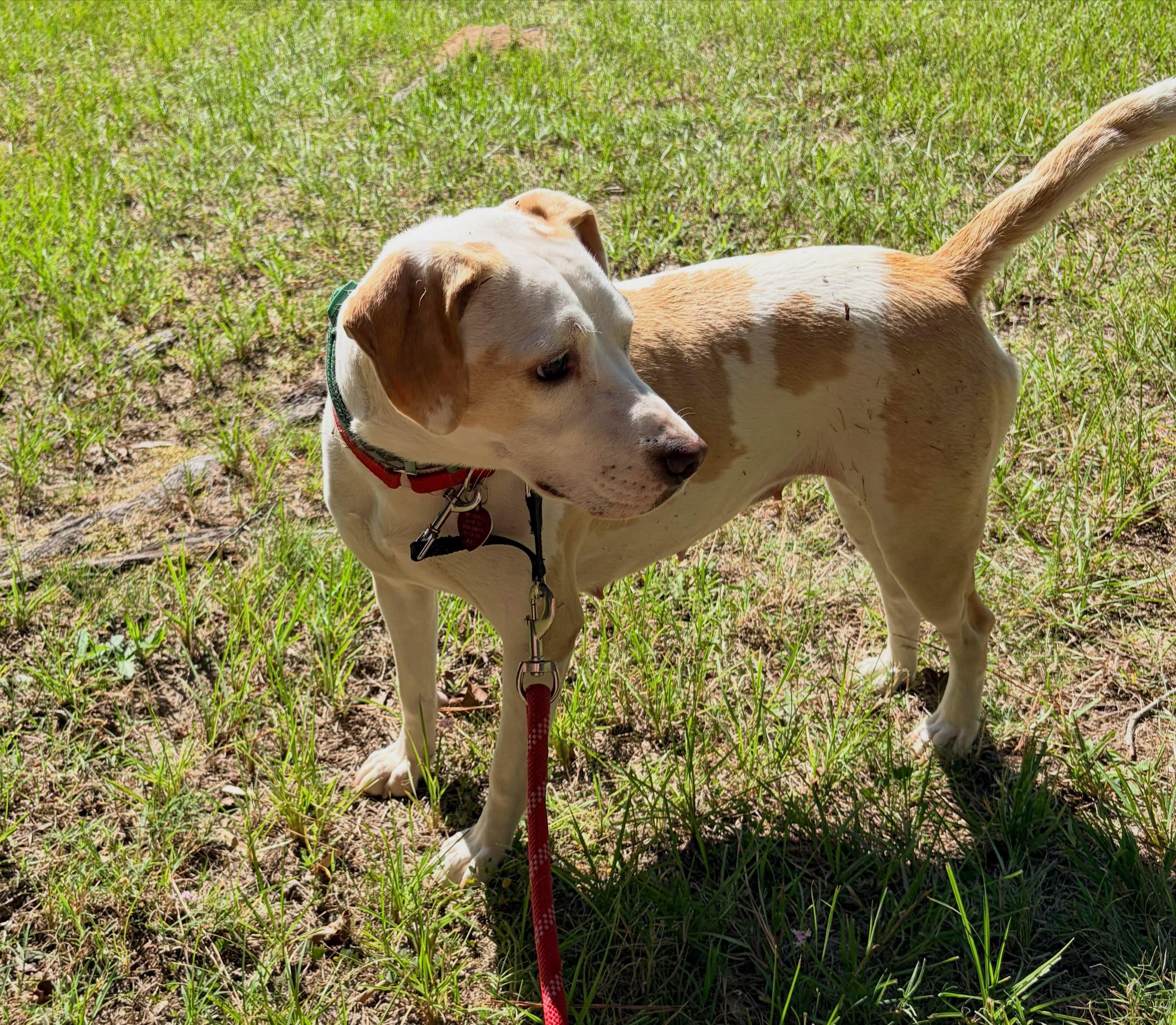 Enlarge Amiah, a Adoptable mixed breed in Raleigh, NC image 5/6