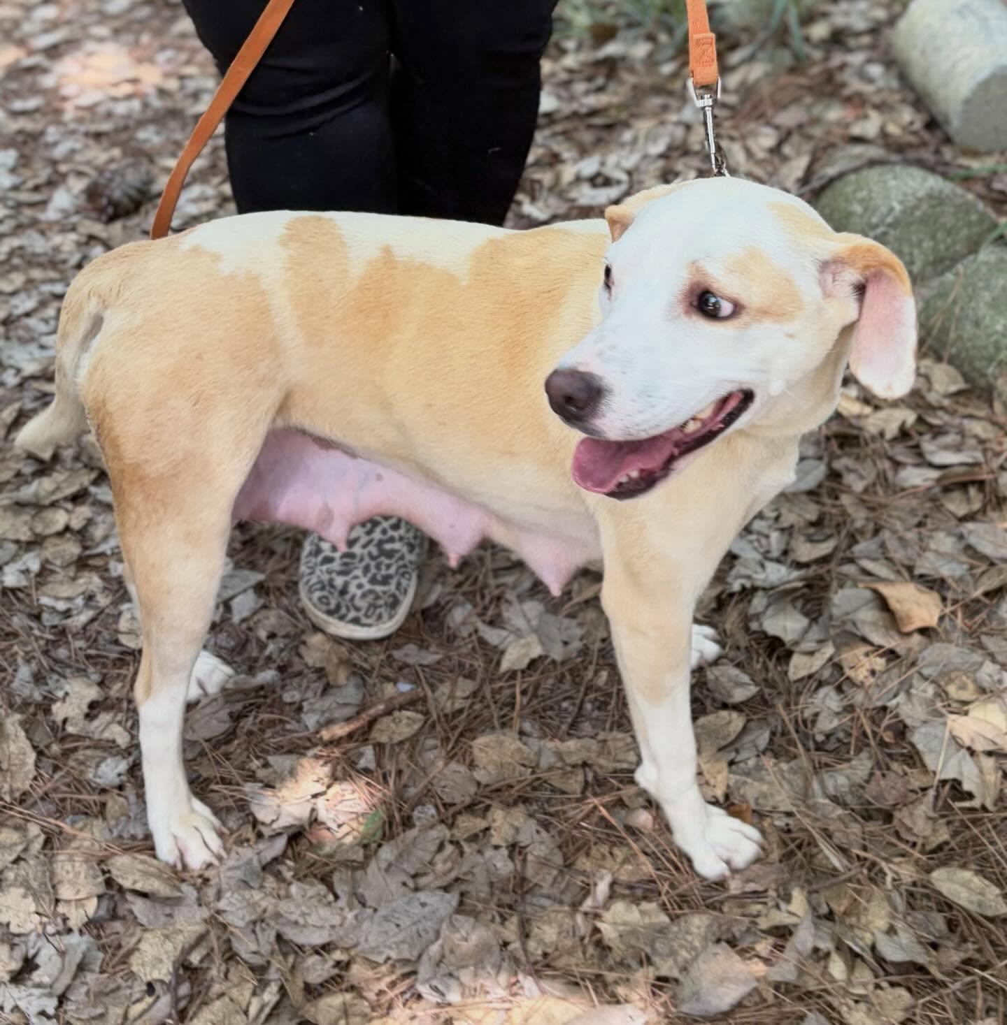 Amiah, a ADOPTABLE mixed breed in Raleigh, NC image 6/6