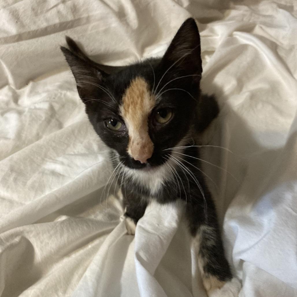 Rosie Dyal-KS, a Adoptable Domestic Short Hair in Tallahassee, FL image 2/3
