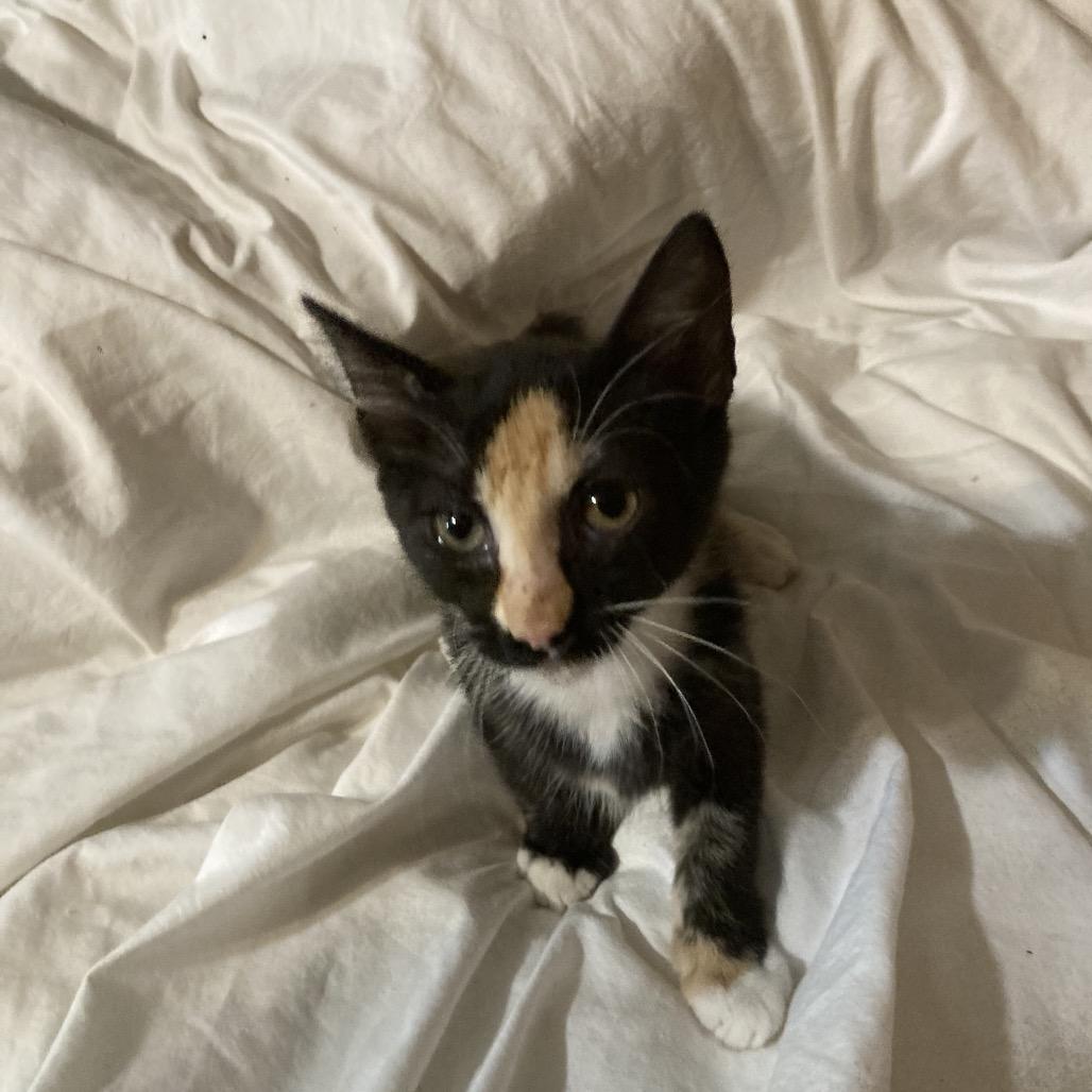 Rosie Dyal-KS, a Adoptable Domestic Short Hair in Tallahassee, FL image 3/3