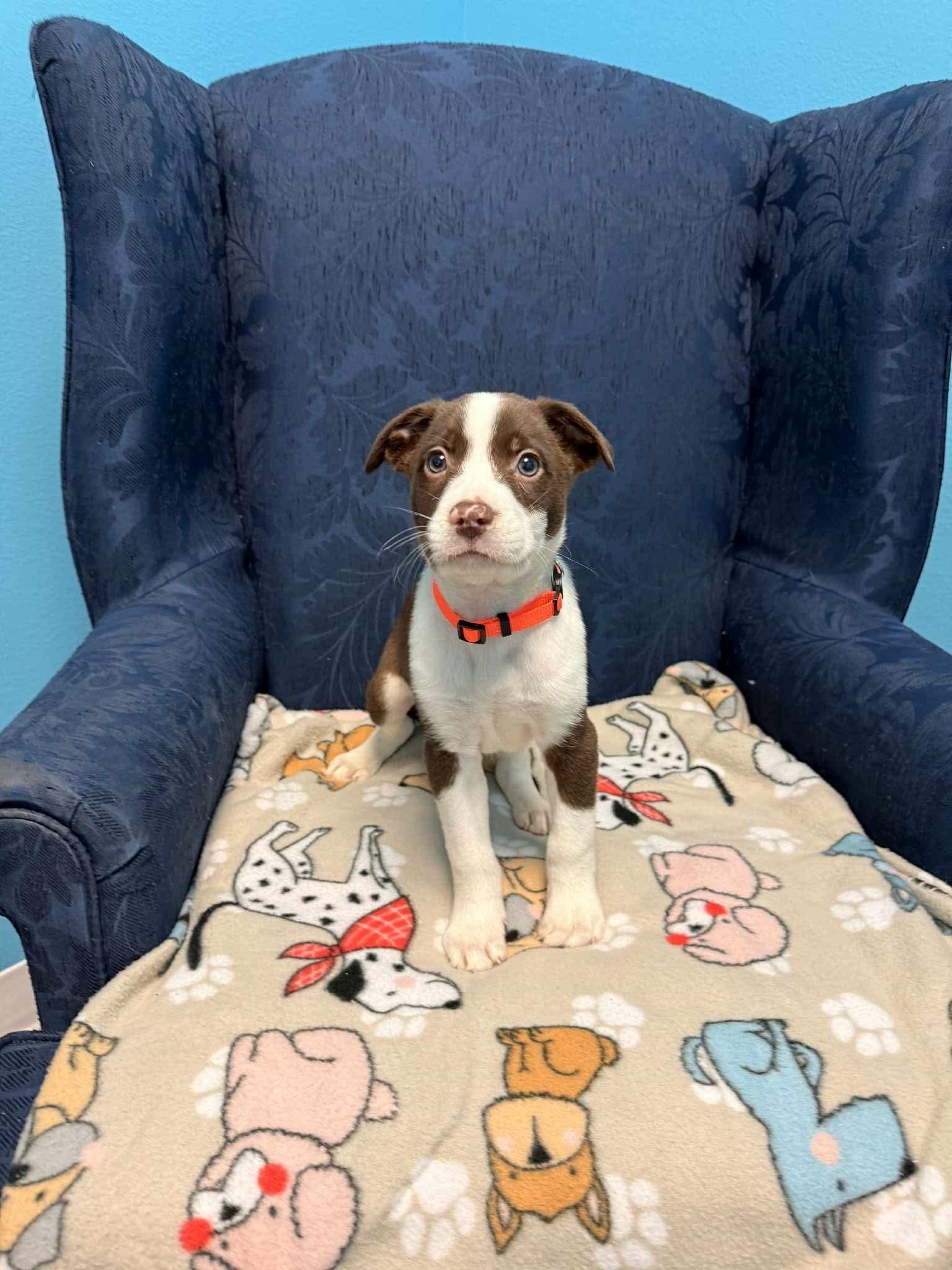 Tyson , adopted, Puppy Male Labrador Retriever.