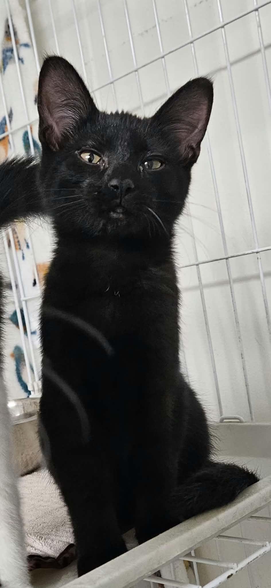 Enlarge Sweet Tart, a Adoptable Domestic Short Hair in Wapakoneta, OH image 2/4