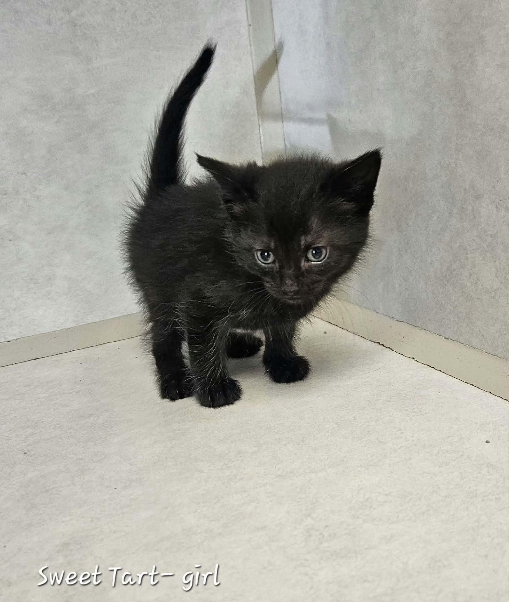 Enlarge Sweet Tart, a Adoptable Domestic Short Hair in Wapakoneta, OH image 3/4