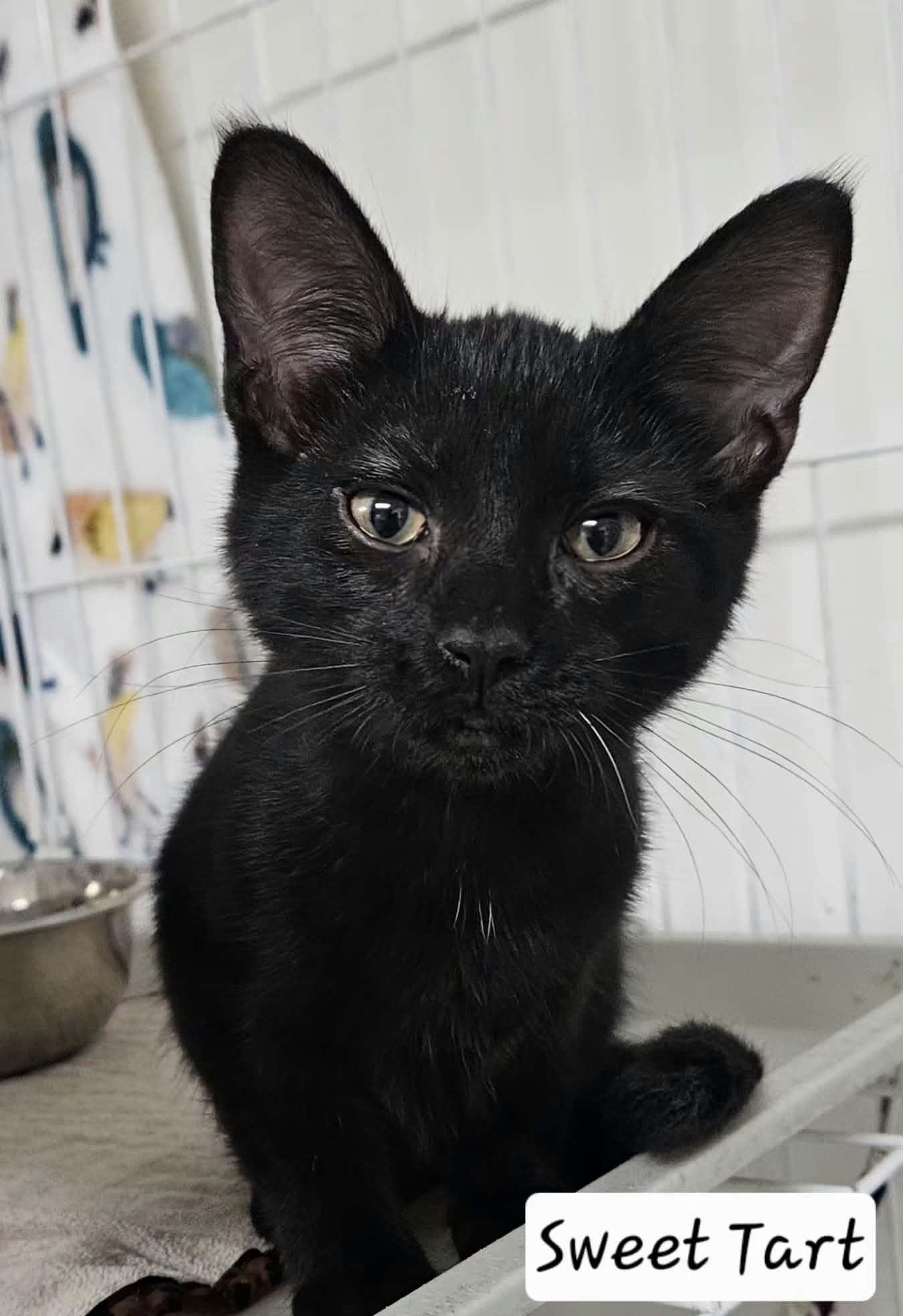 Enlarge Sweet Tart, a Adoptable Domestic Short Hair in Wapakoneta, OH image 1/4