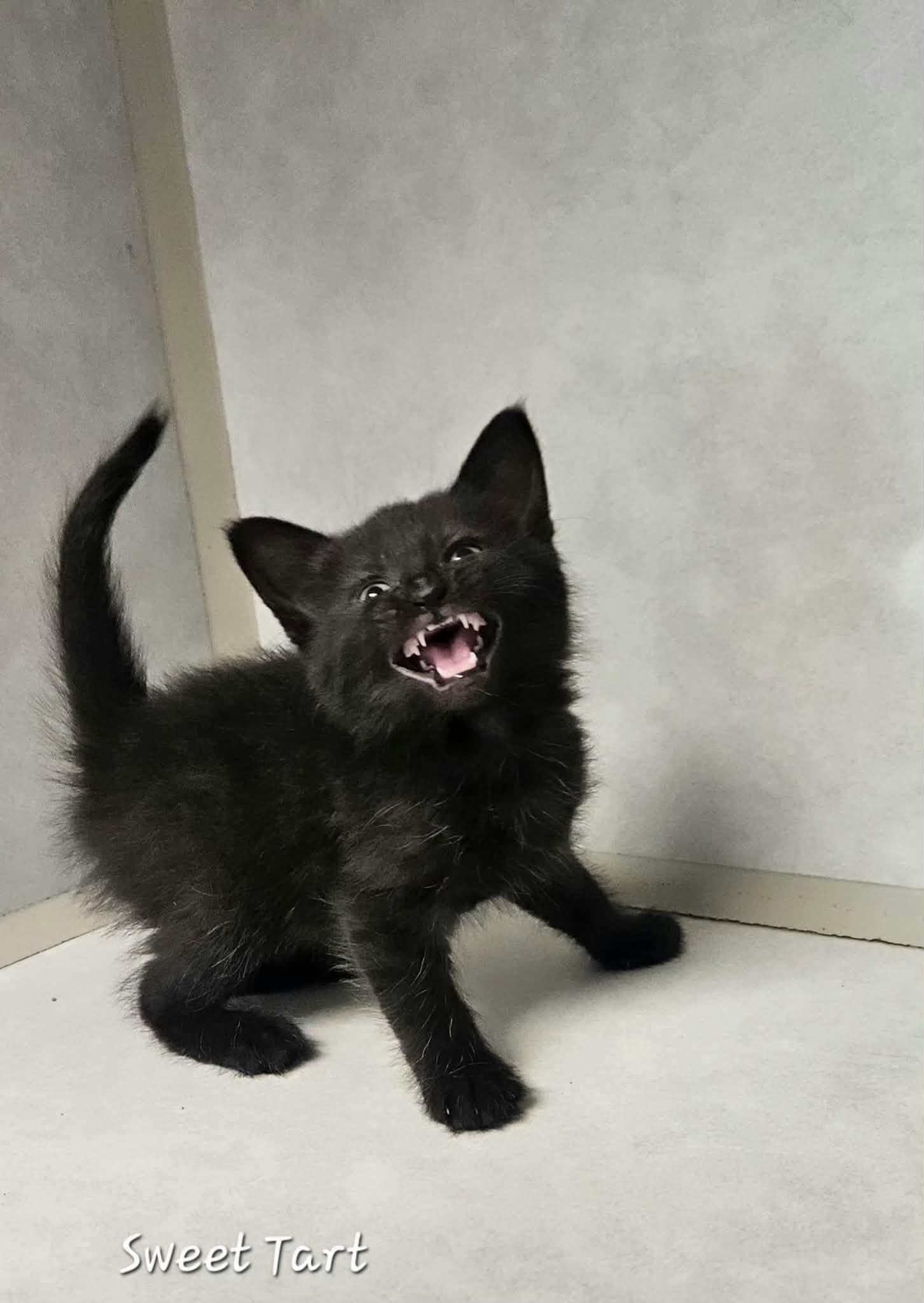 Enlarge Sweet Tart, a Adoptable Domestic Short Hair in Wapakoneta, OH image 4/4