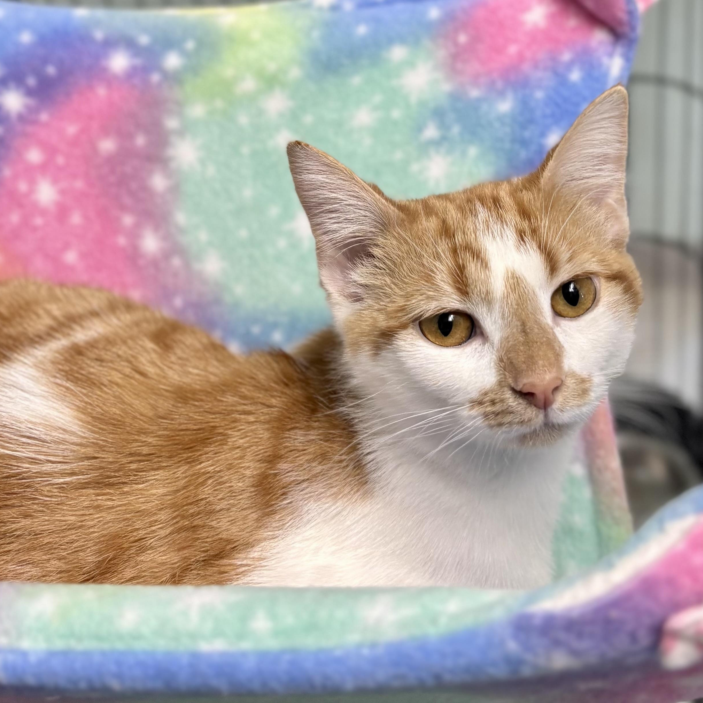 Mimosa, ADOPTABLE, Kitten Female Domestic Short Hair.