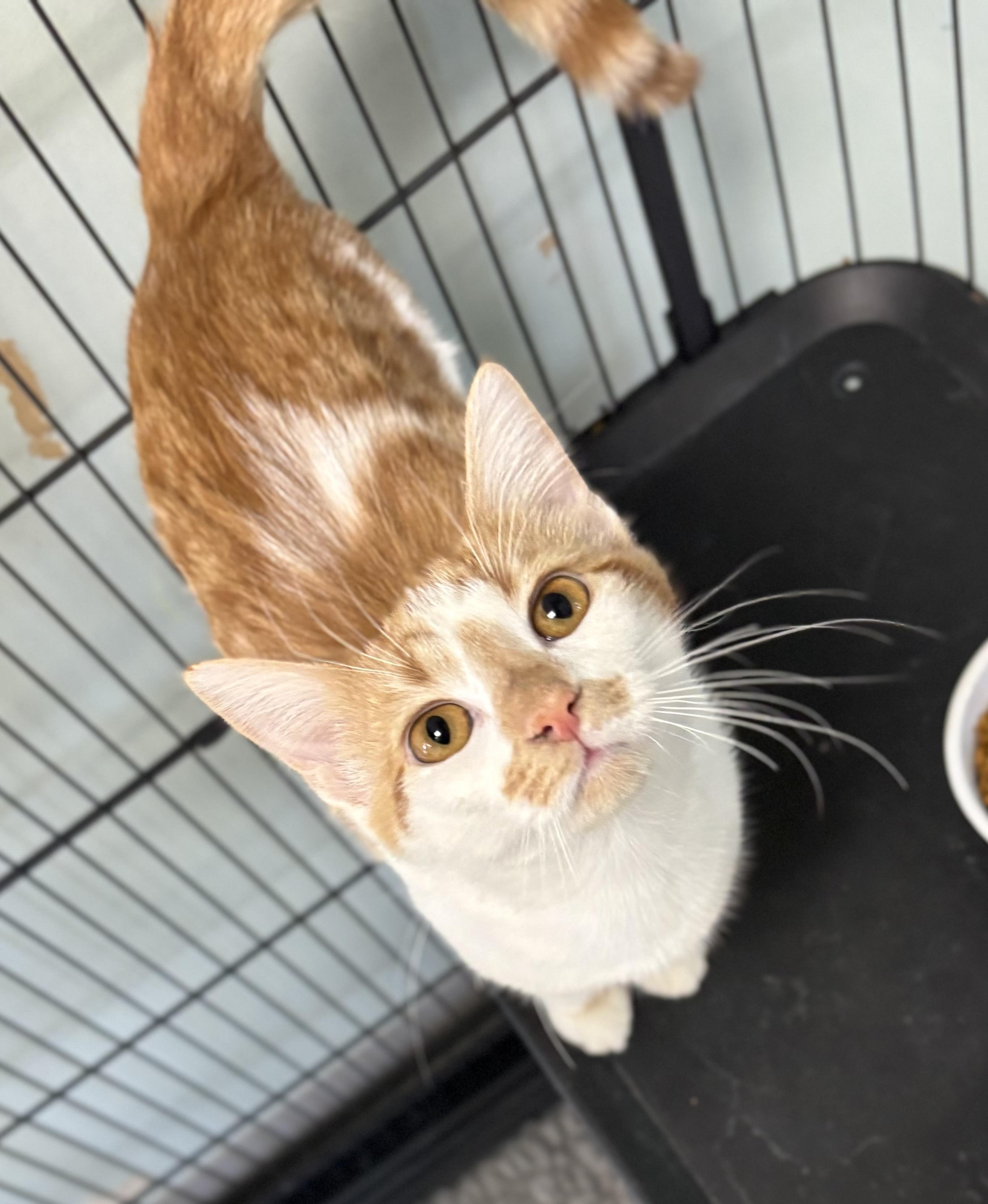 Enlarge Mimosa, a ADOPTABLE Domestic Short Hair in Bardstown, KY image 3/4