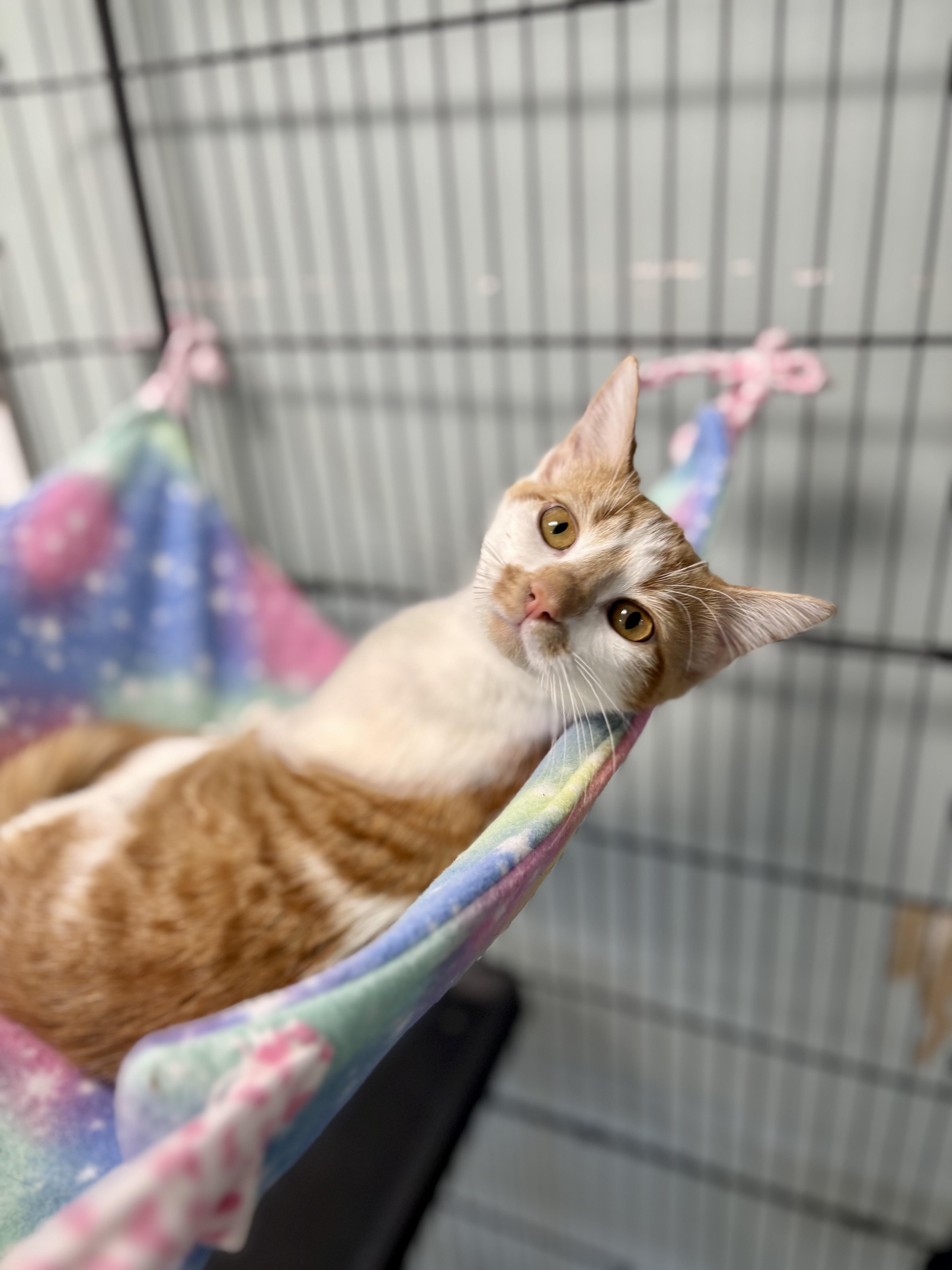 Enlarge Mimosa, a ADOPTABLE Domestic Short Hair in Bardstown, KY image 4/4