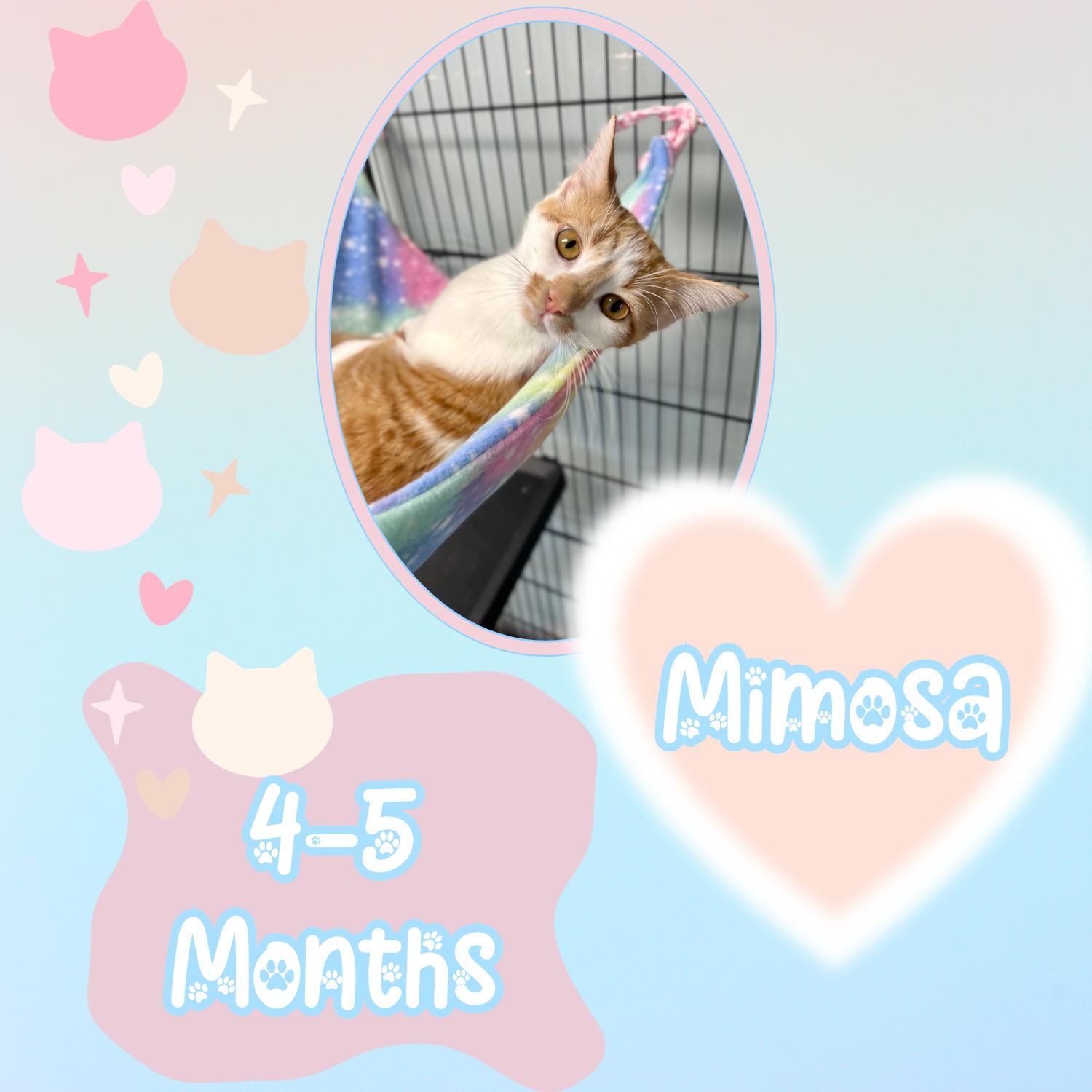 Enlarge Mimosa, a ADOPTABLE Domestic Short Hair in Bardstown, KY image 2/4