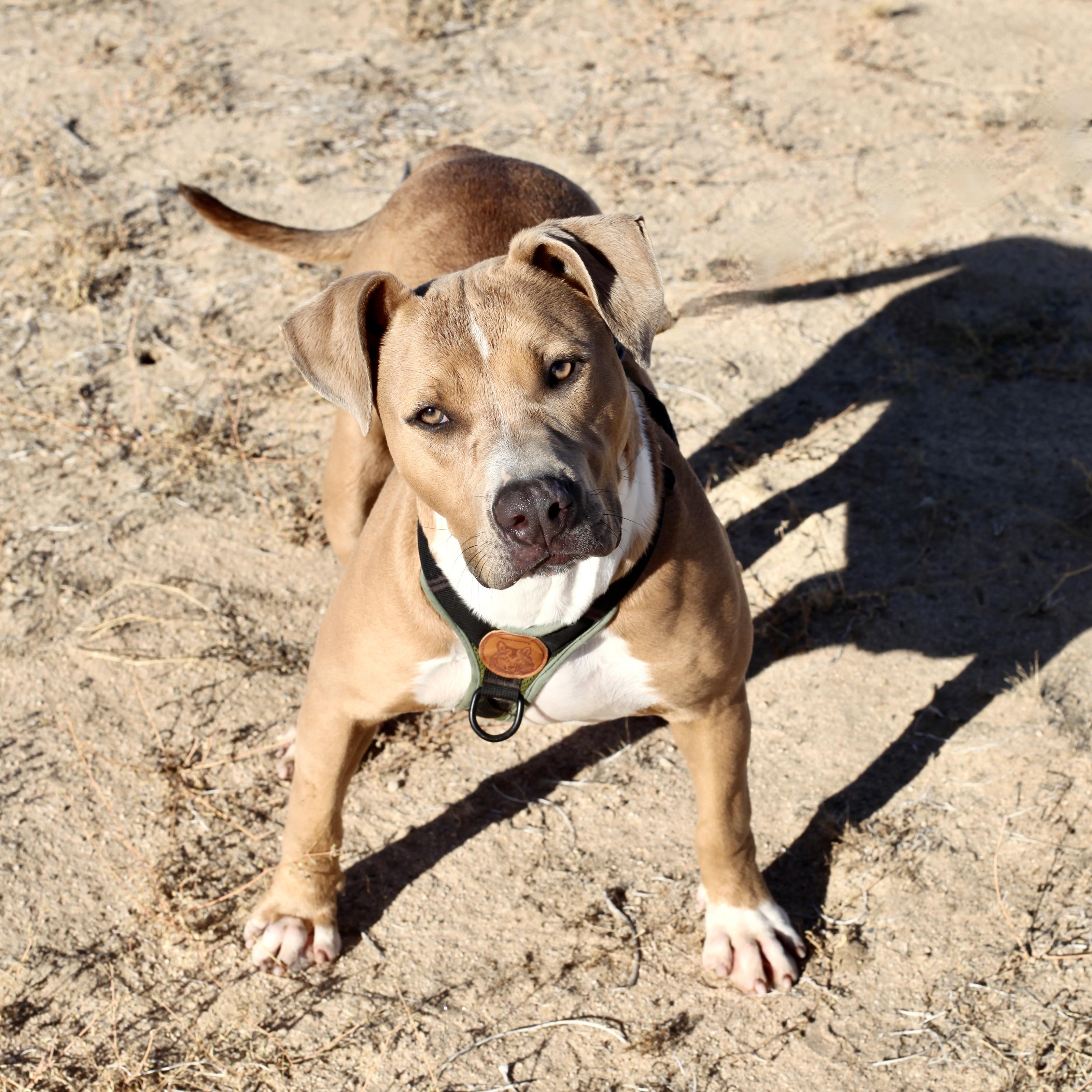 Enlarge SPURS, a ADOPTABLE mixed breed in Joshua Tree, CA image 1/4