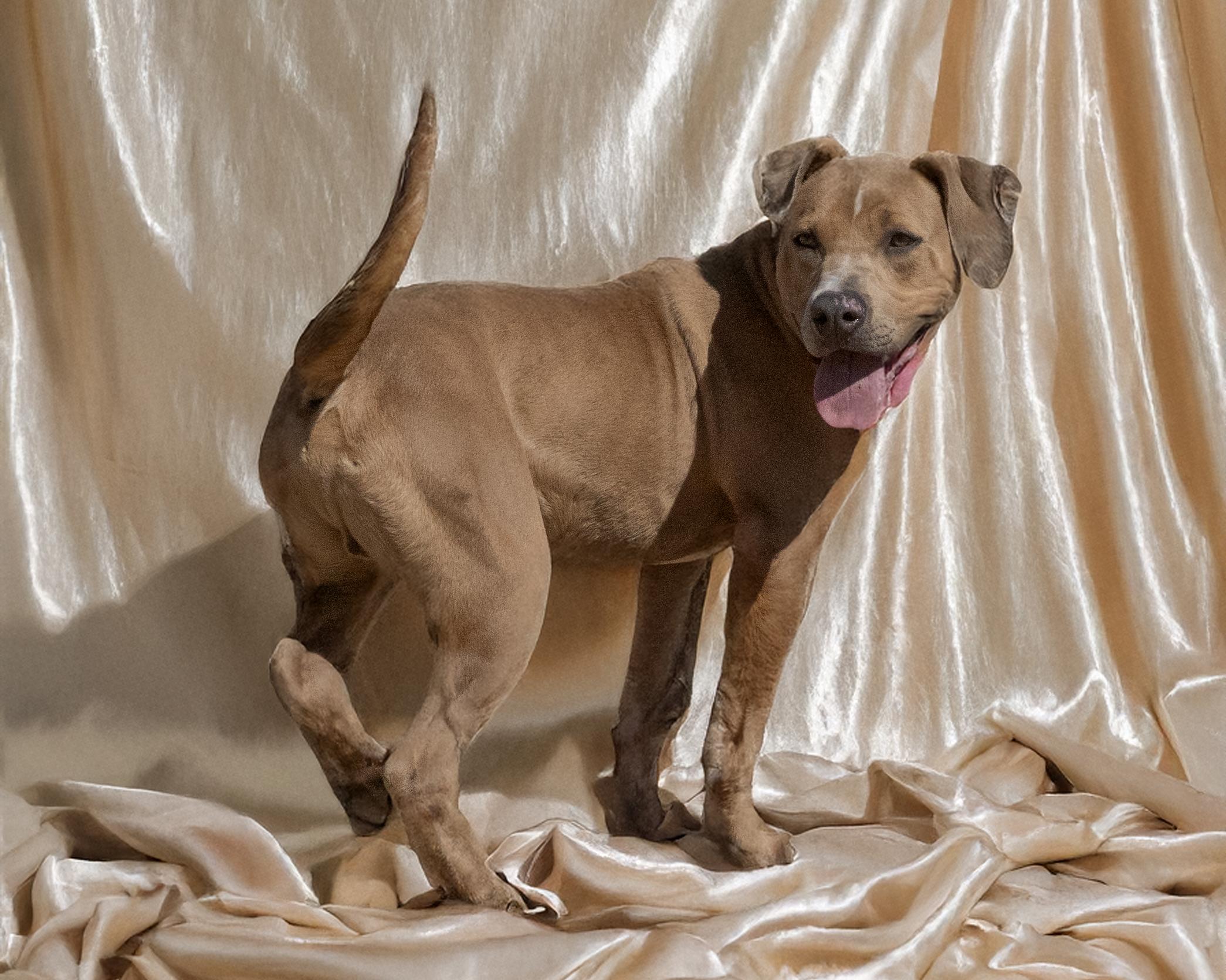 Enlarge SPURS, a ADOPTABLE mixed breed in Joshua Tree, CA image 2/4