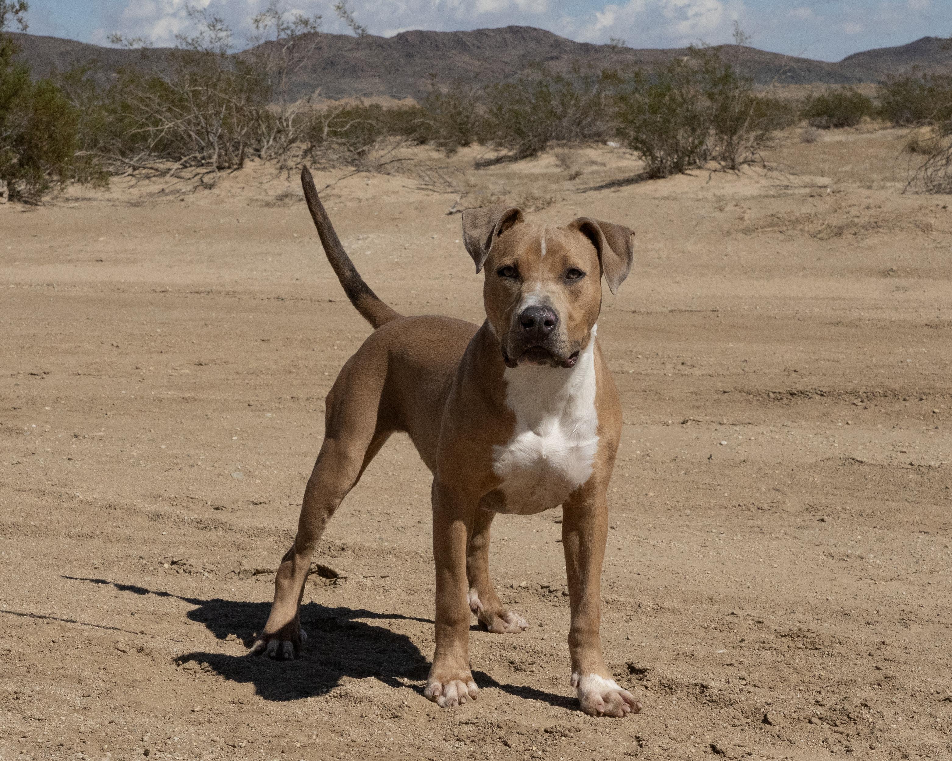 Enlarge SPURS, a ADOPTABLE mixed breed in Joshua Tree, CA image 3/4