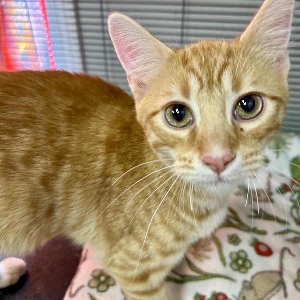 Enlarge Winston, a Adoptable Domestic Short Hair in Hannibal, MO image 1/2
