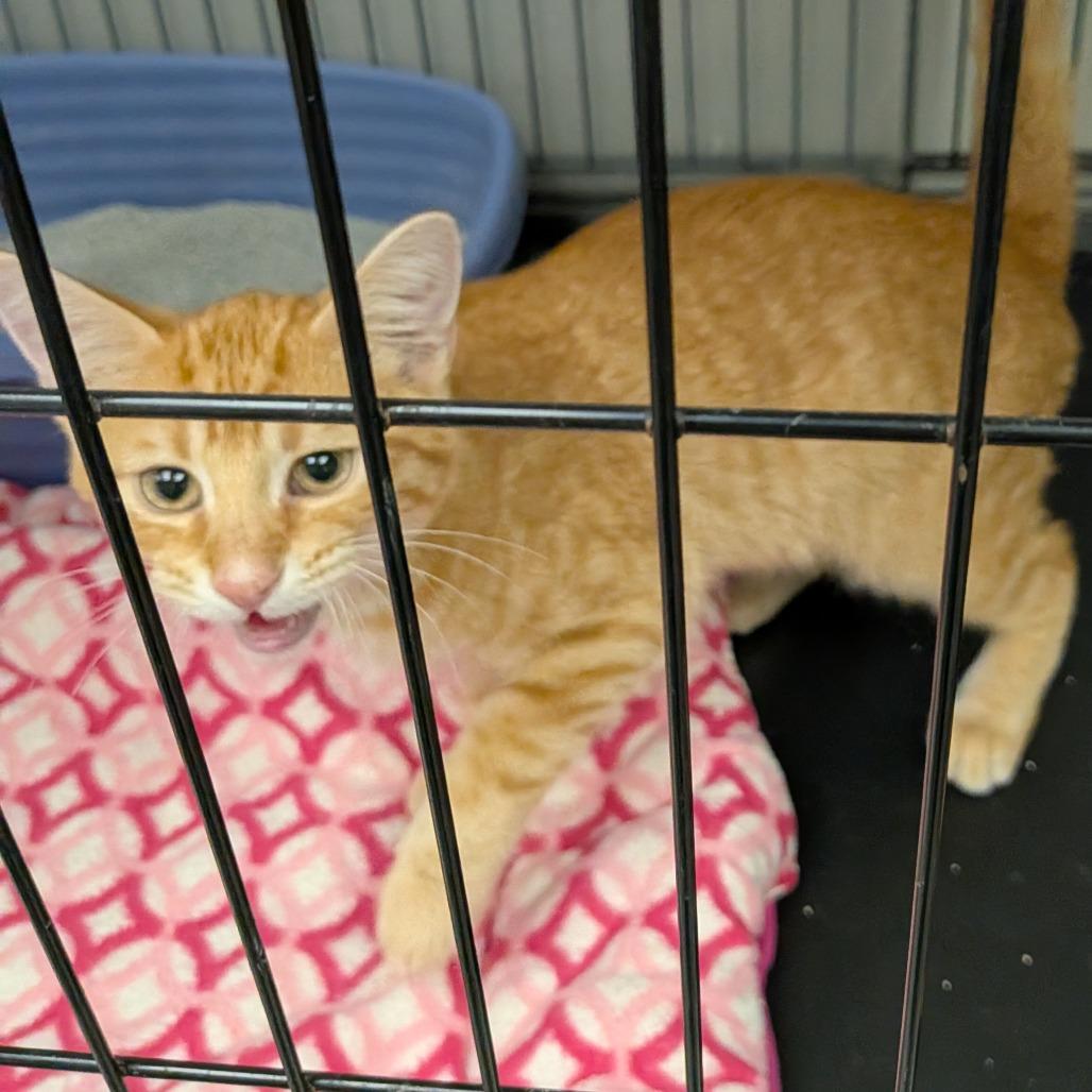 Winston, Adoptable, Kitten Male Domestic Short Hair.