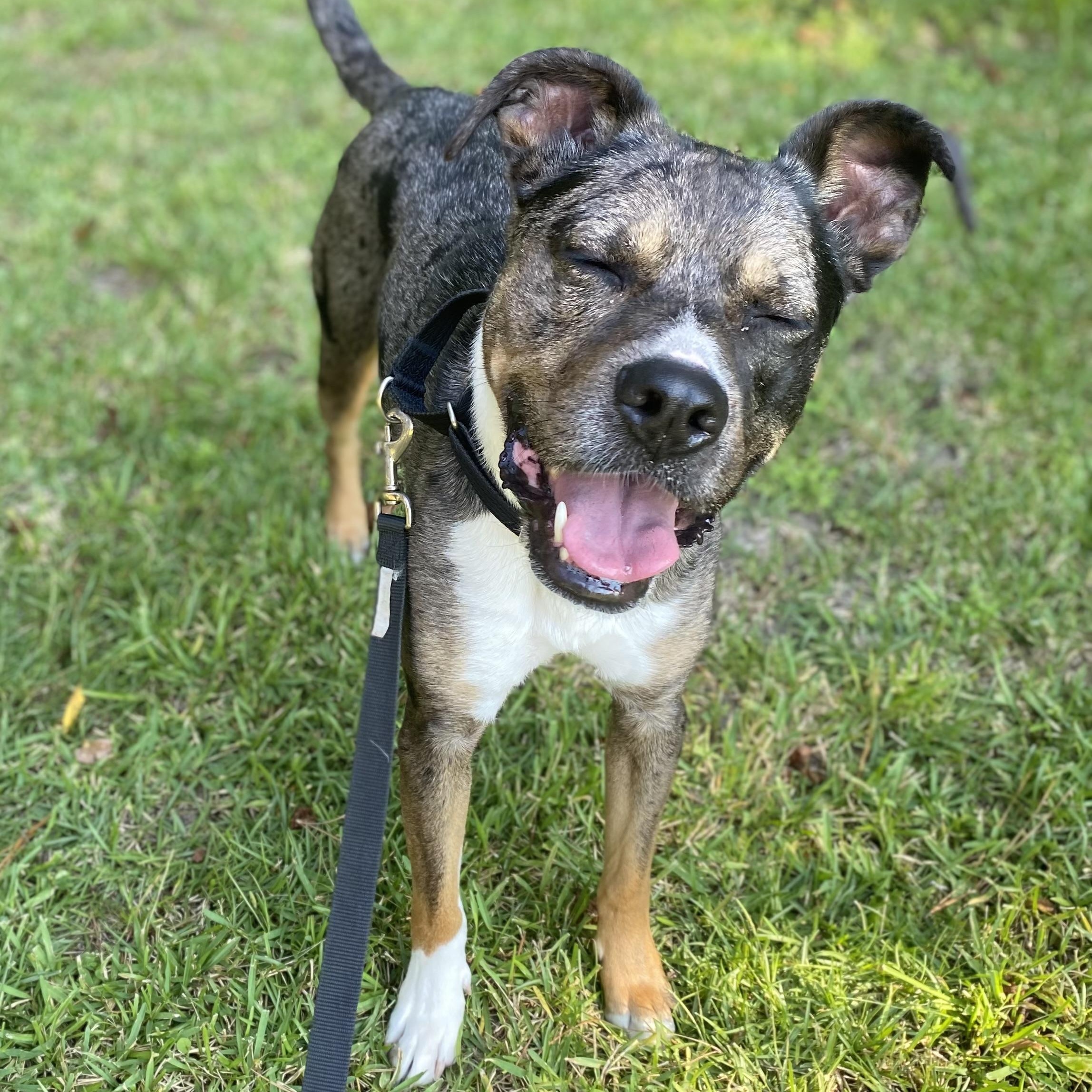 Chai — thumbnail 2