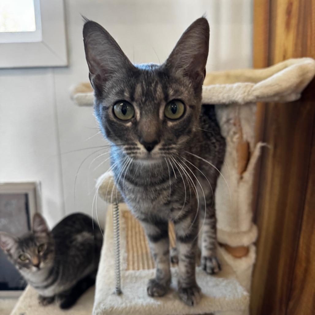 Lilac, Adoptable, Young Female Domestic Short Hair.