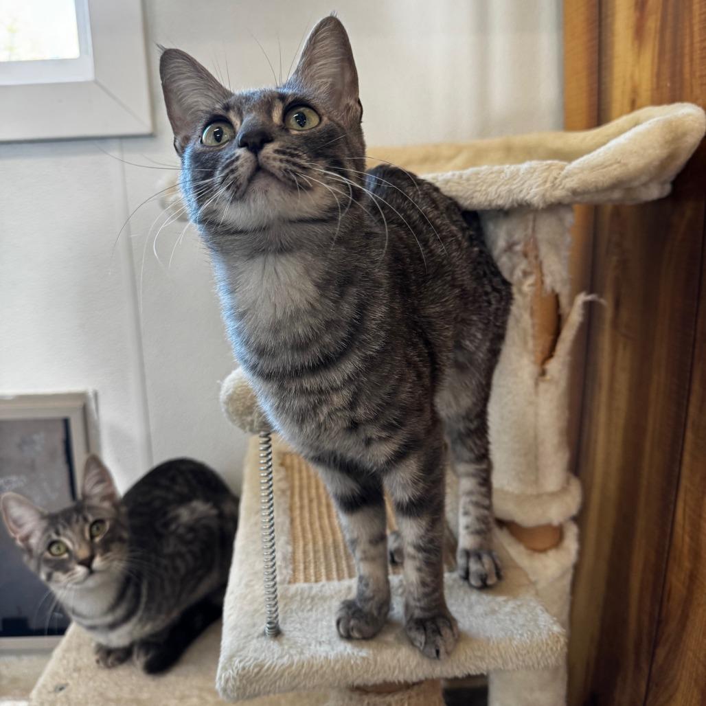 Enlarge Lilac, a Adoptable Domestic Short Hair in Pullman, WA image 2/4