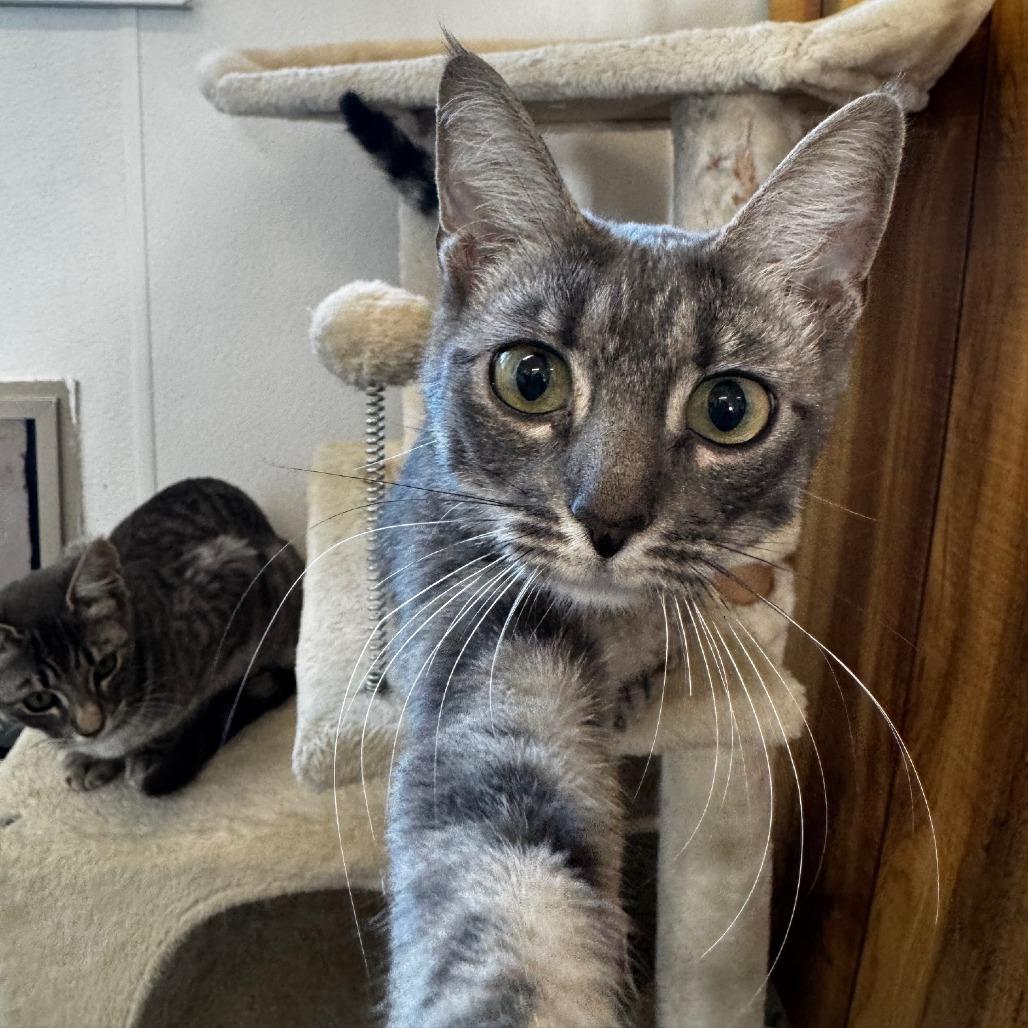 Enlarge Lilac, a Adoptable Domestic Short Hair in Pullman, WA image 3/4