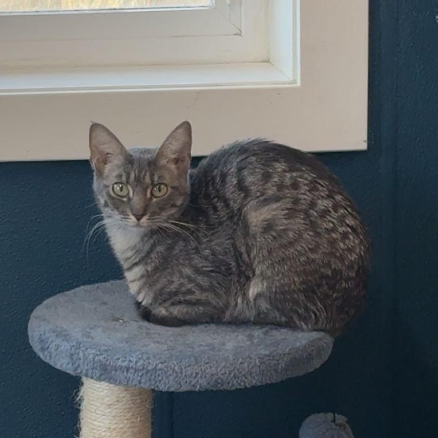 Enlarge Lilac, a Adoptable Domestic Short Hair in Pullman, WA image 4/4