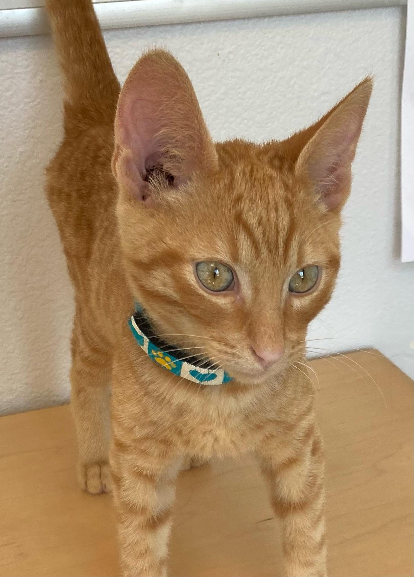 Xavier, ADOPTABLE, Kitten Male Domestic Short Hair.