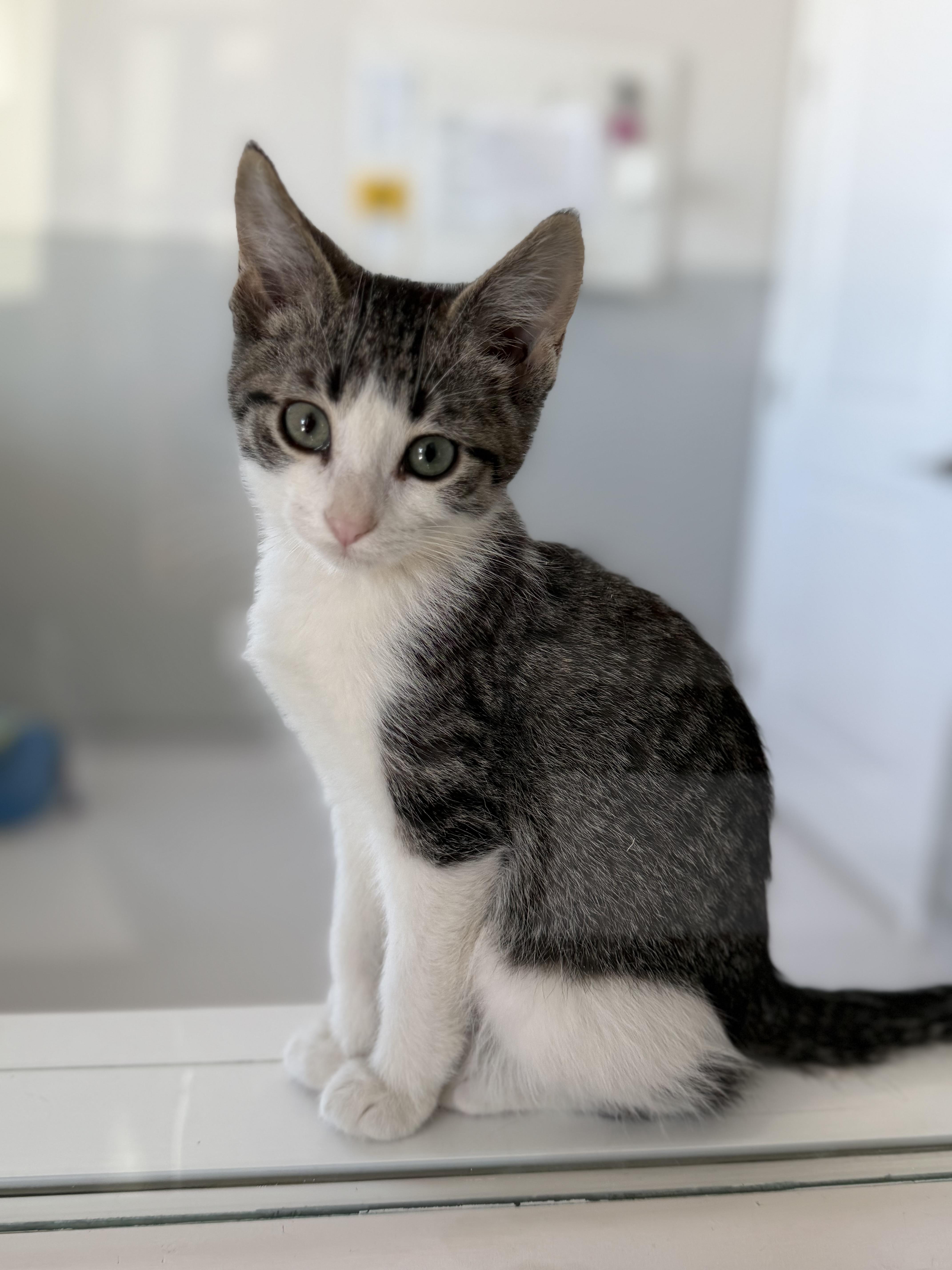 Grover, Adoptable, Kitten Male Domestic Medium Hair.