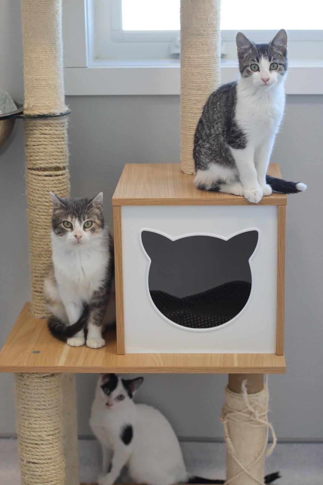 Grover, a Adoptable mixed breed in Steinbach, MB image 2/6