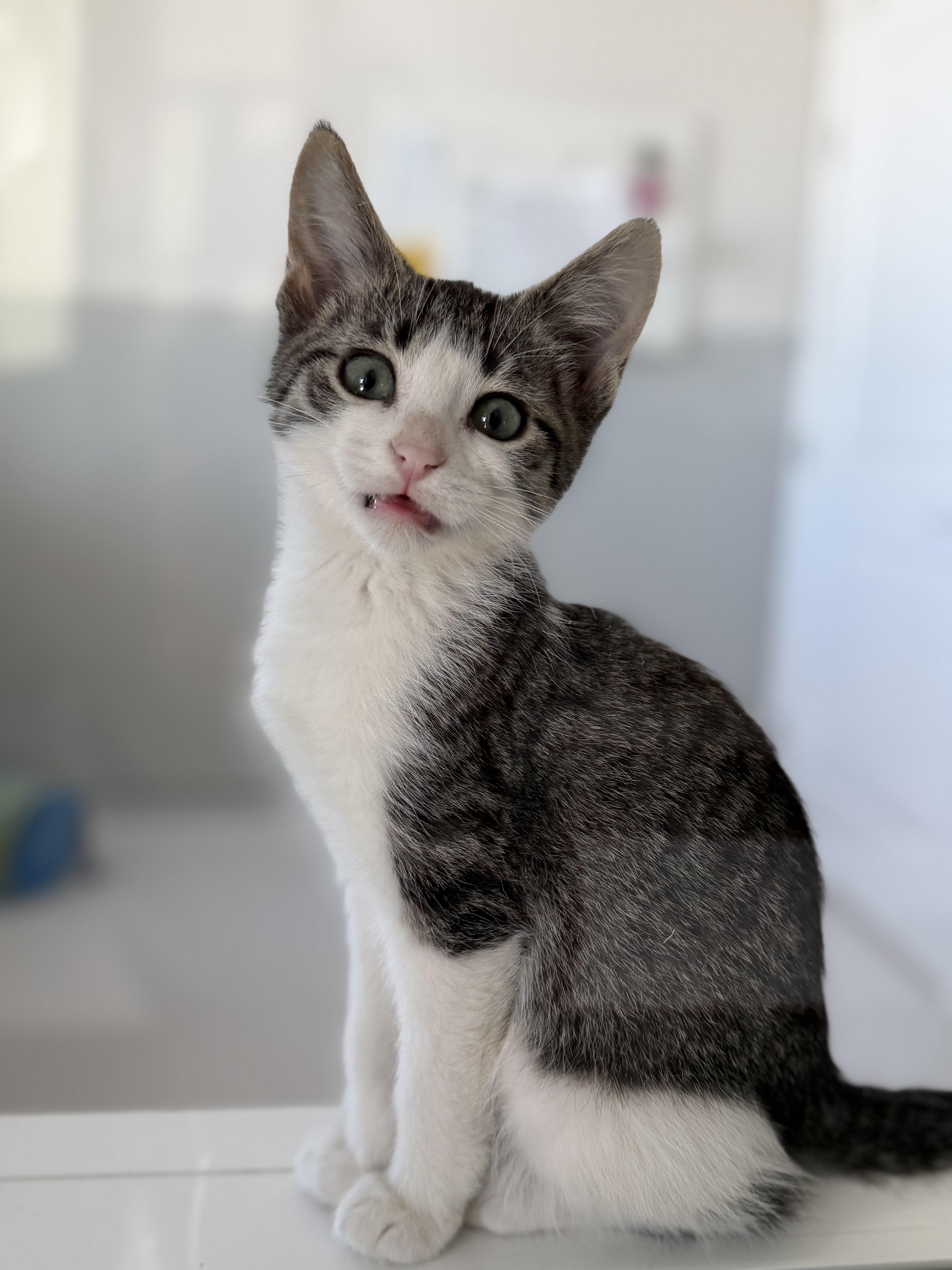 Grover, a Adoptable mixed breed in Steinbach, MB image 5/6