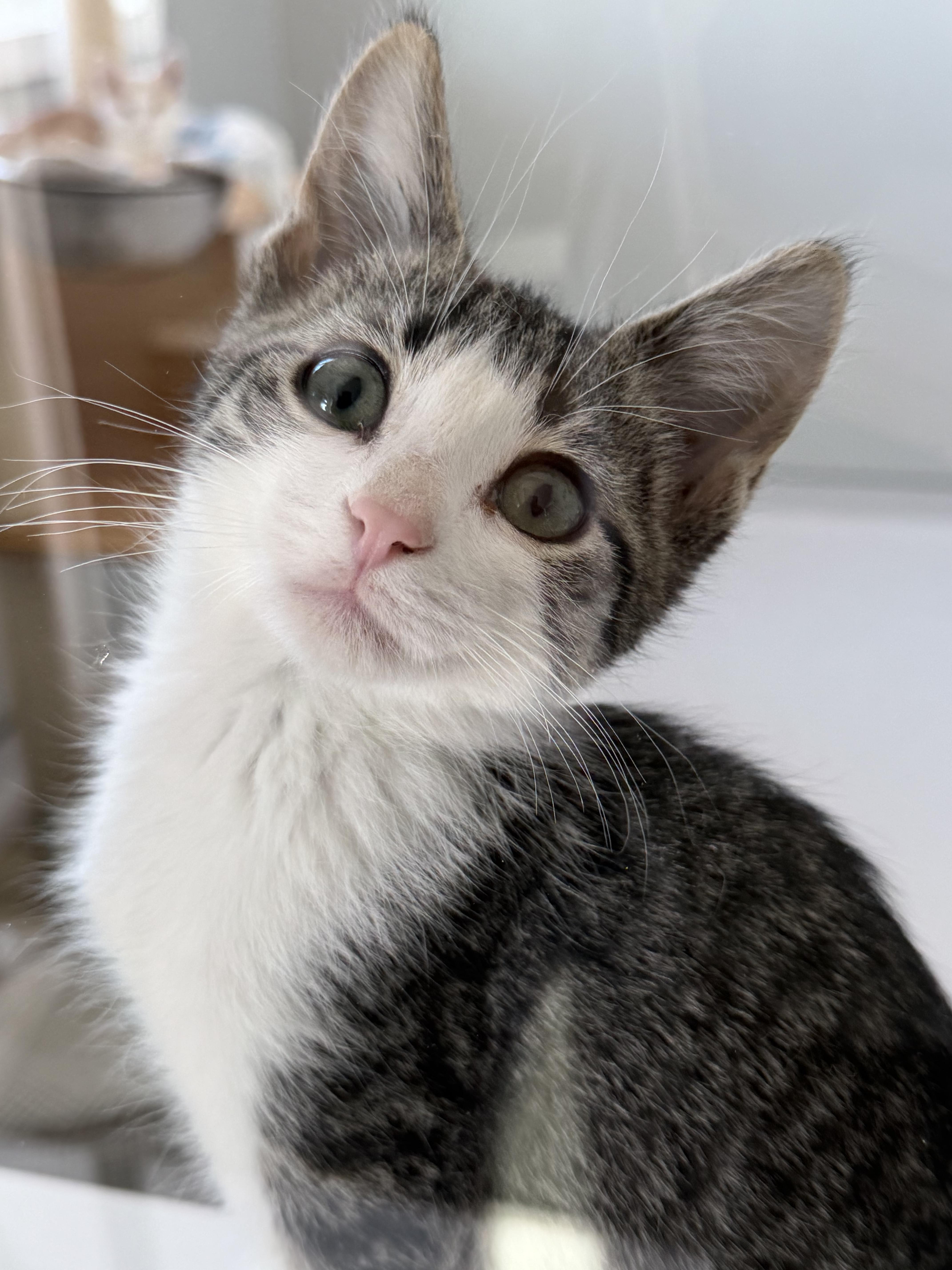 Grover, a Adoptable mixed breed in Steinbach, MB image 6/6