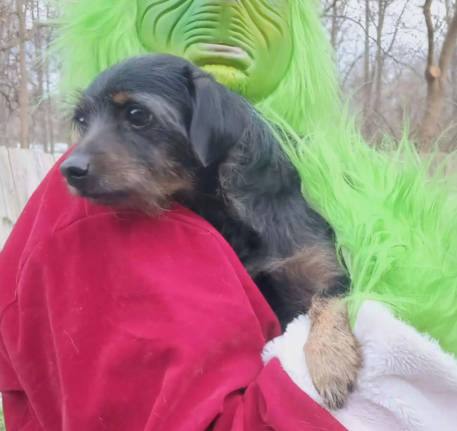 Arlo, Adopted, Adult Male Terrier.