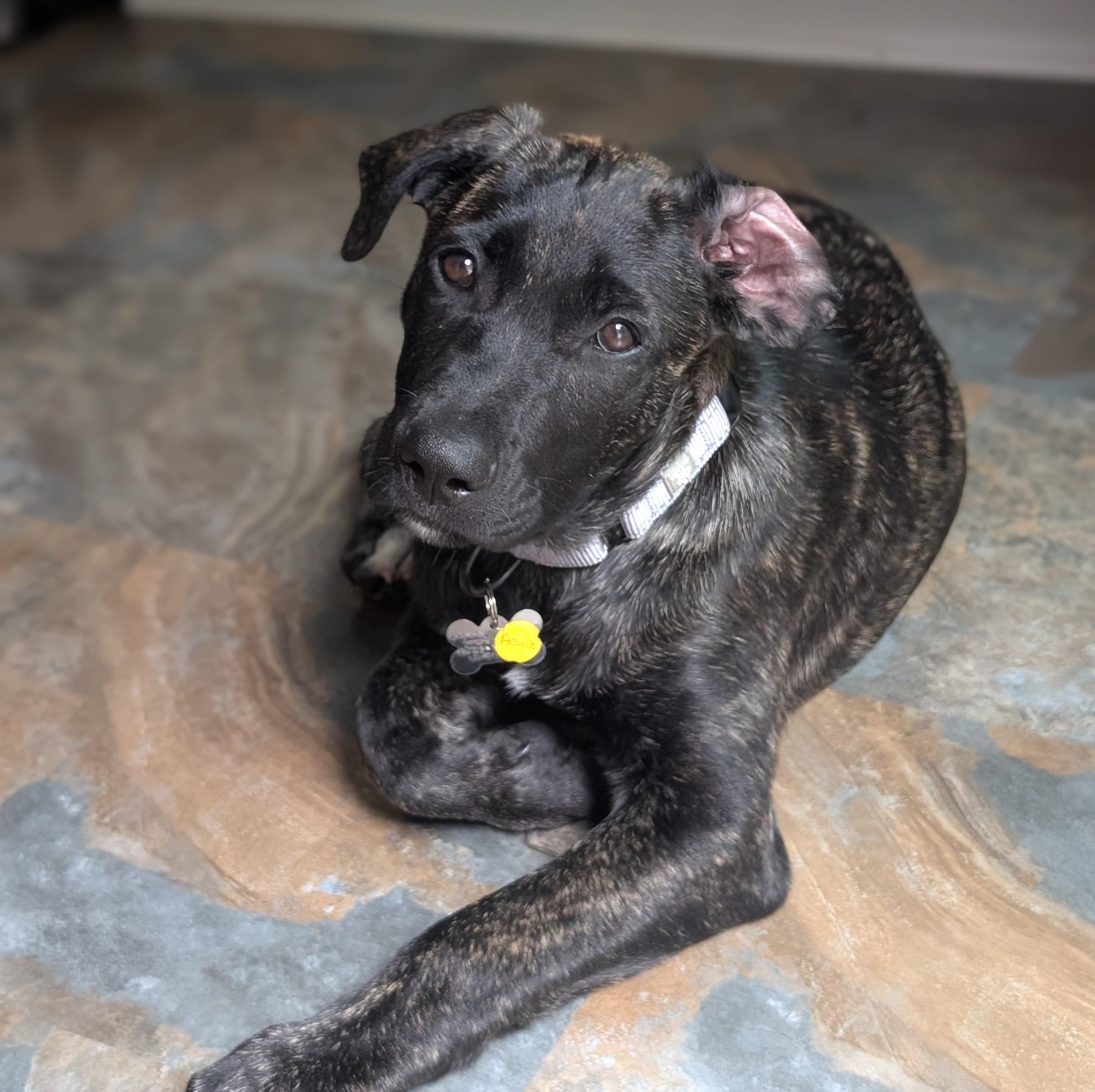 Enlarge Azula, an adopted mixed breed in Albany, NY image 2/6