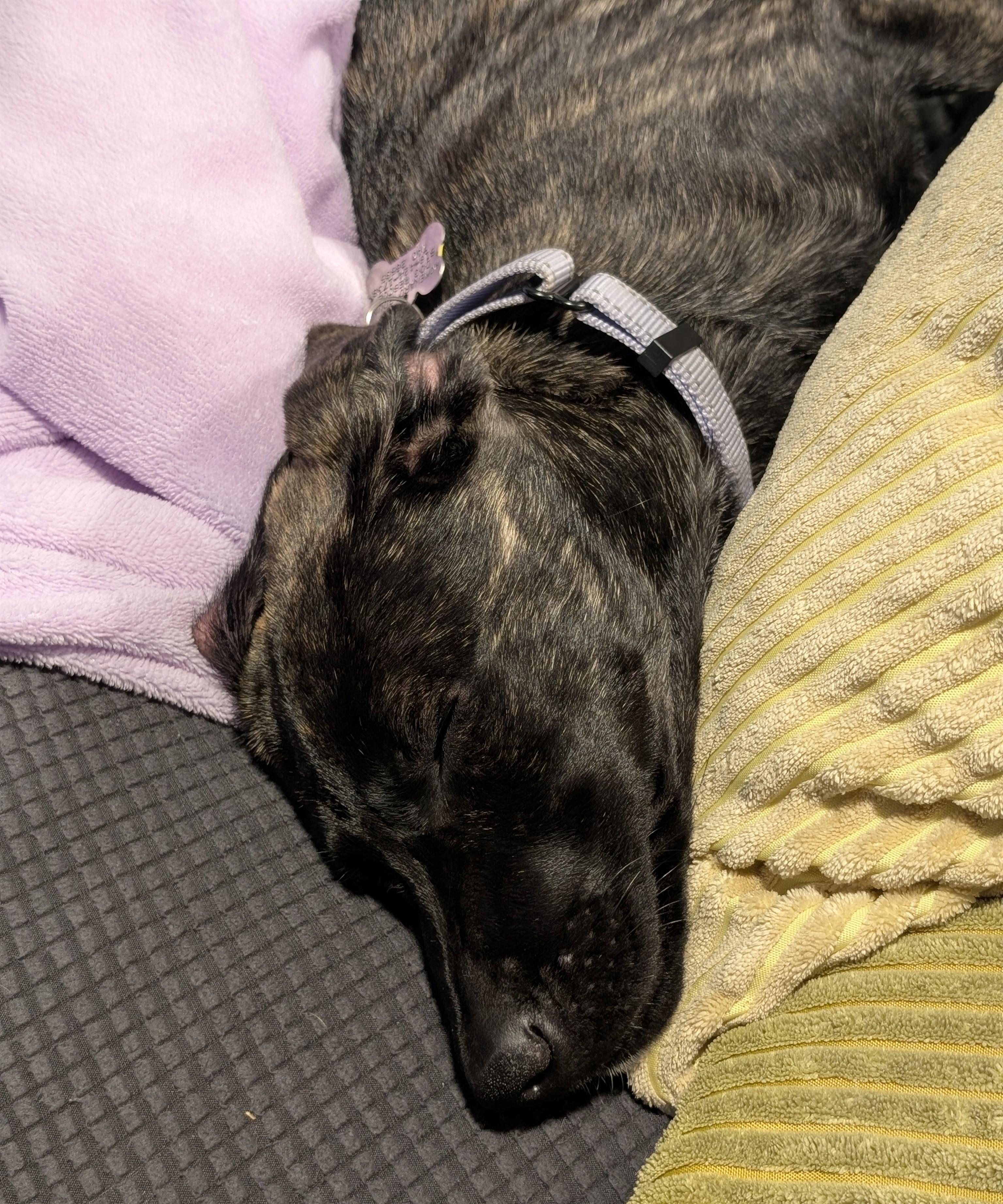 Enlarge Azula, an adopted mixed breed in Albany, NY image 5/6