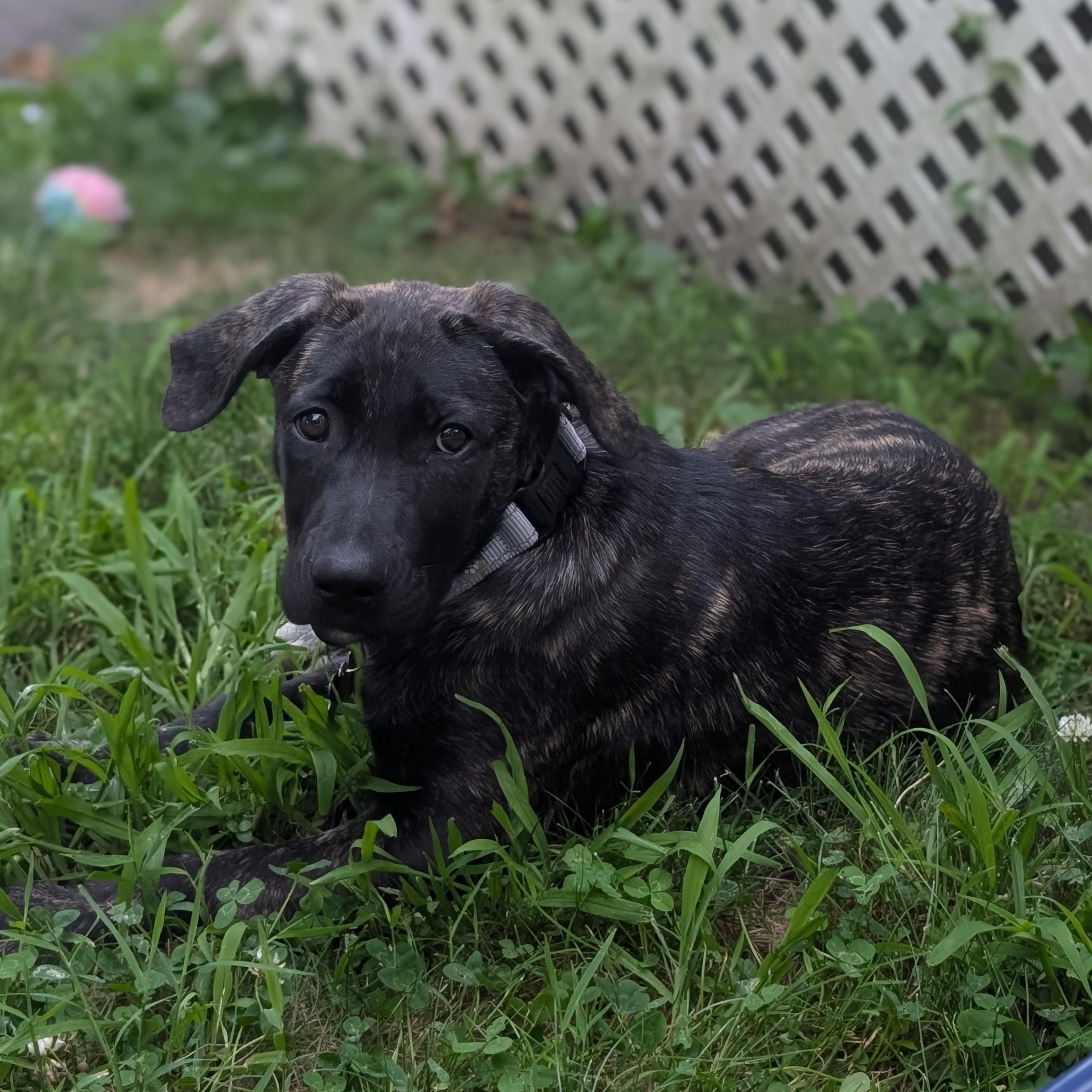 Enlarge Azula, an adopted mixed breed in Albany, NY image 1/6