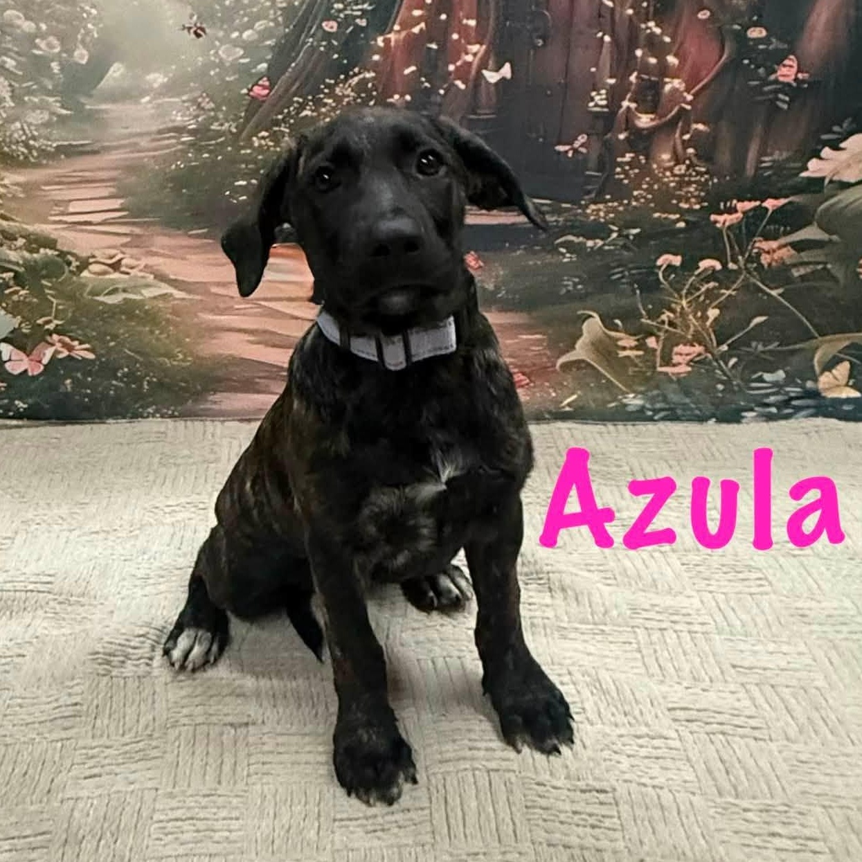 Enlarge Azula, an adopted mixed breed in Albany, NY image 6/6