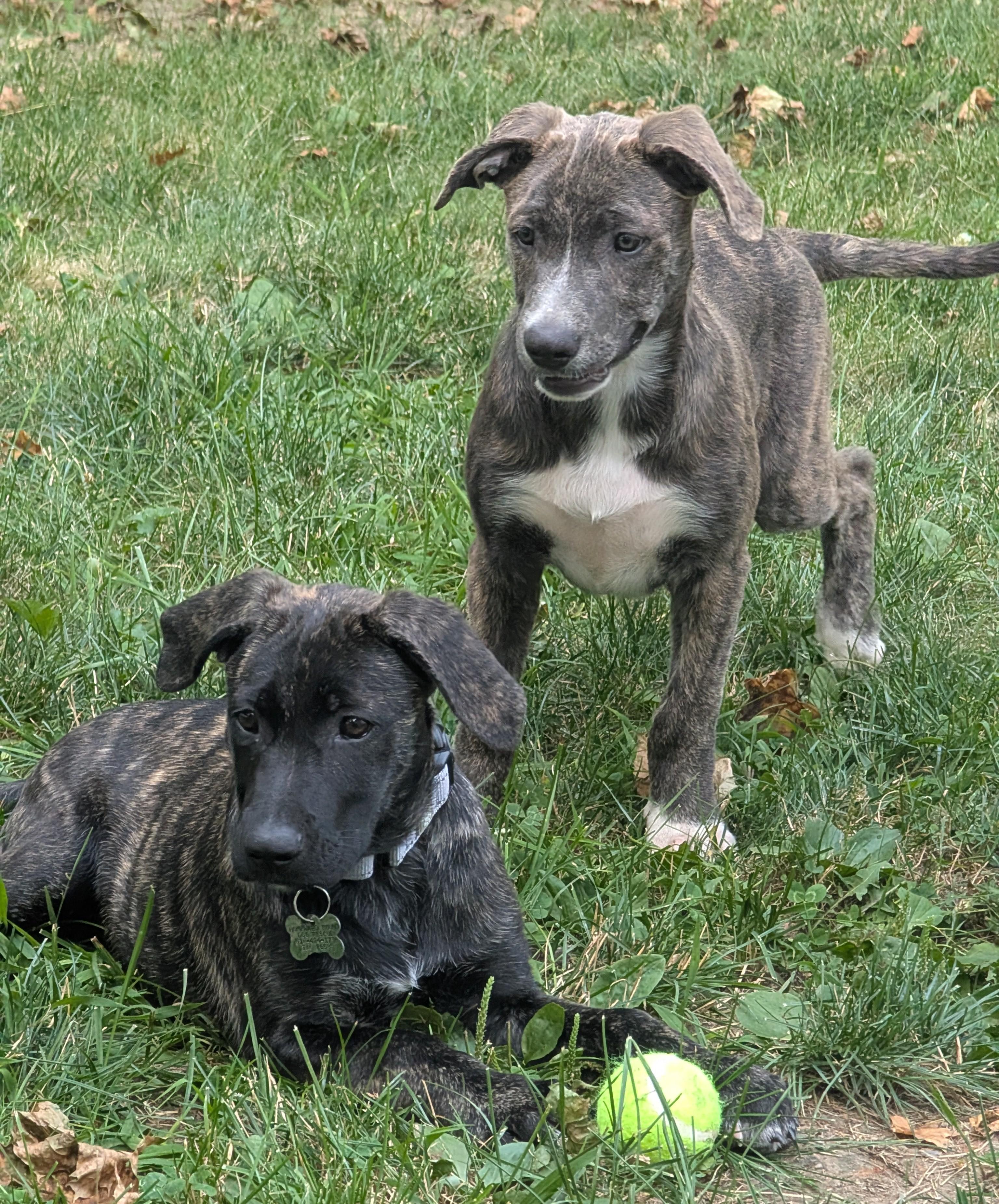 Enlarge Azula, an adopted mixed breed in Albany, NY image 4/6