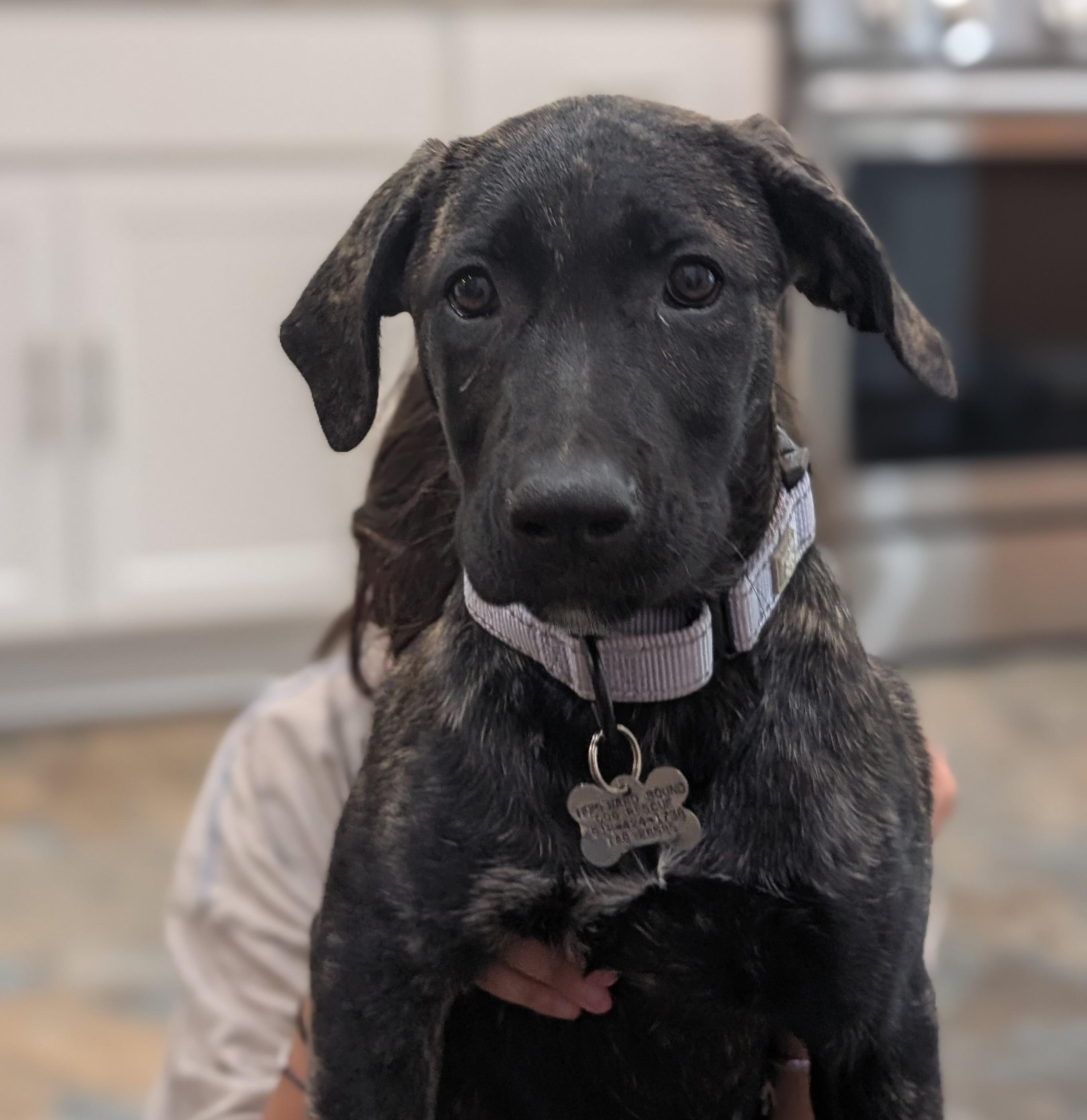 Enlarge Azula, an adopted mixed breed in Albany, NY image 3/6