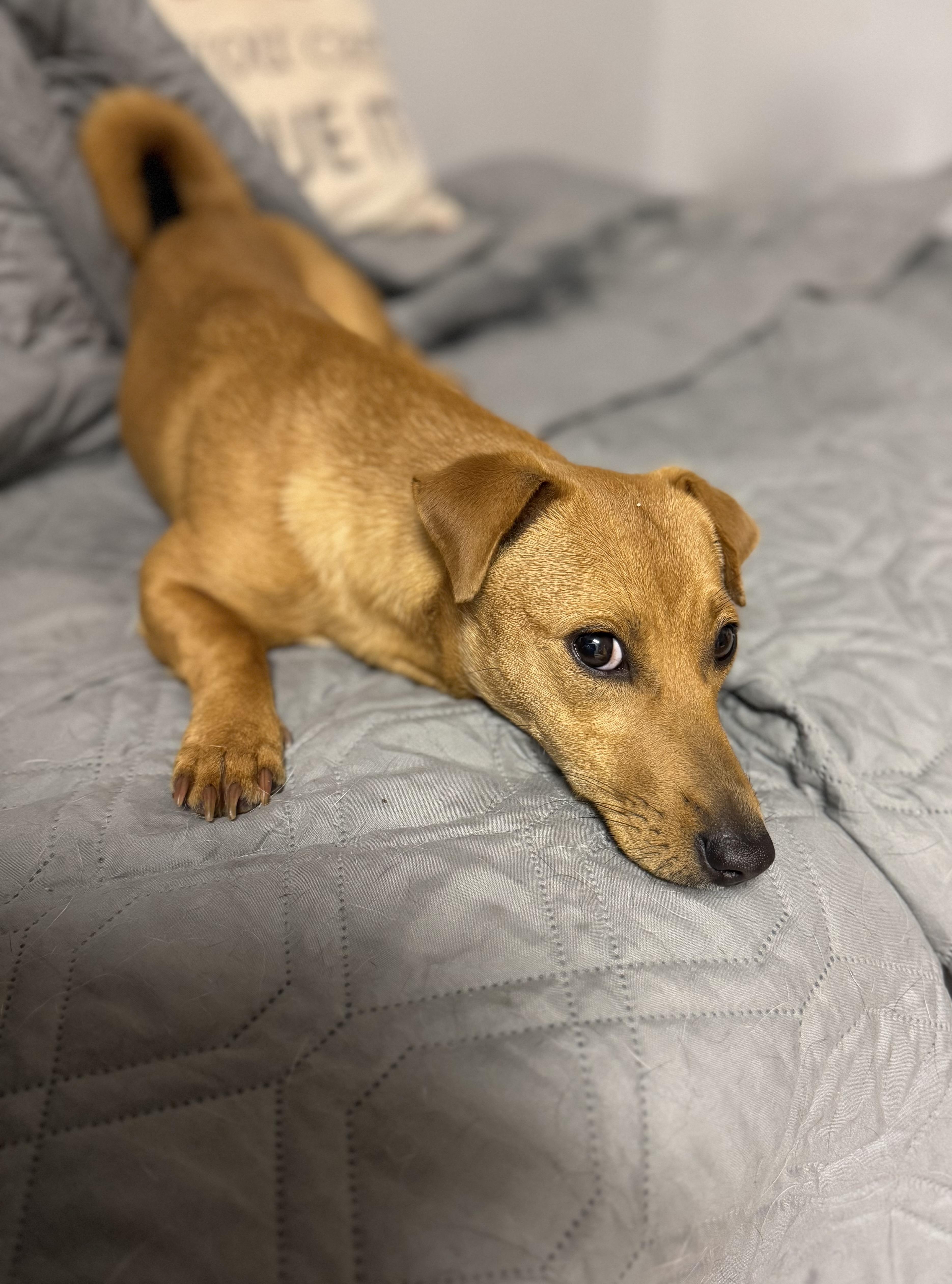 Winnie, a Adoptable mixed breed in Baton Rouge, LA image 2/3