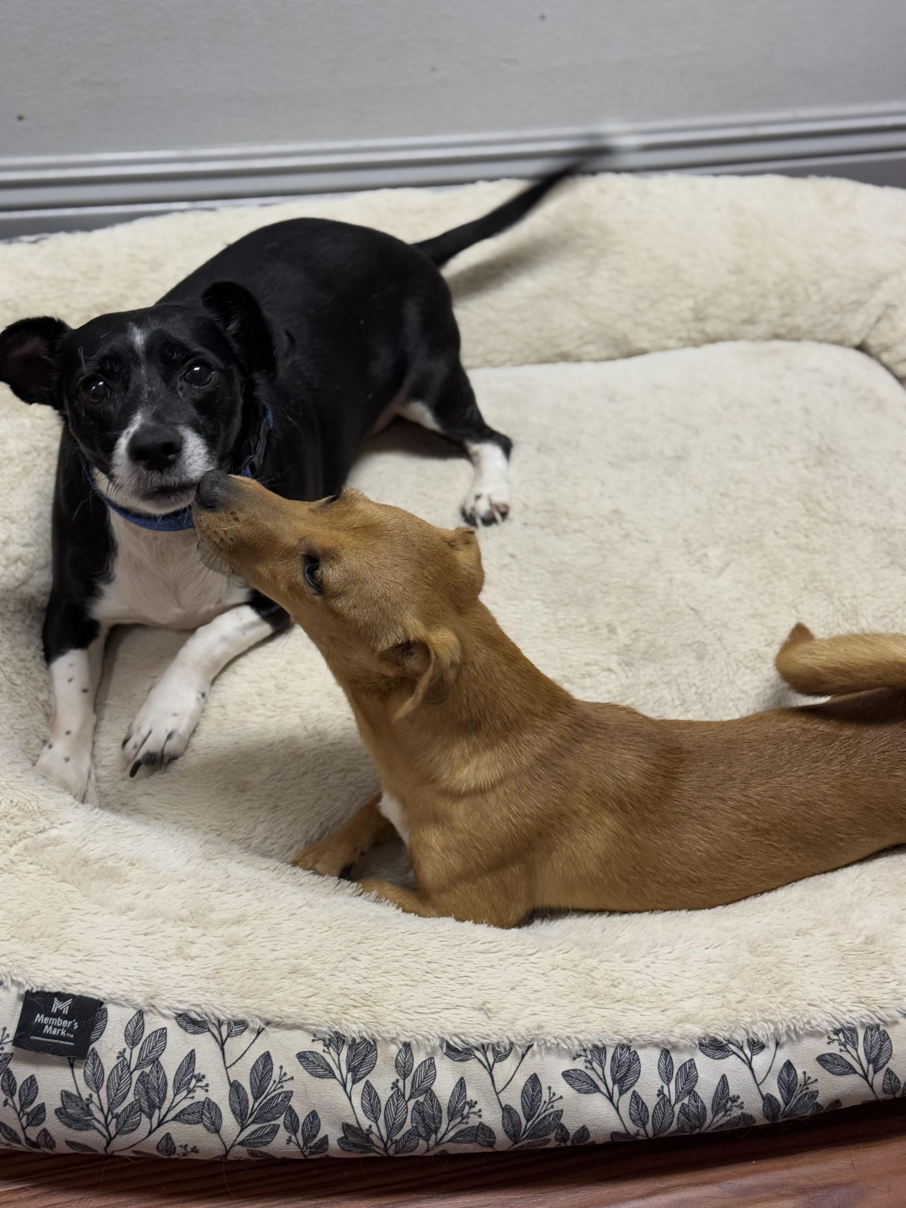 Winnie, a Adoptable mixed breed in Baton Rouge, LA image 3/3