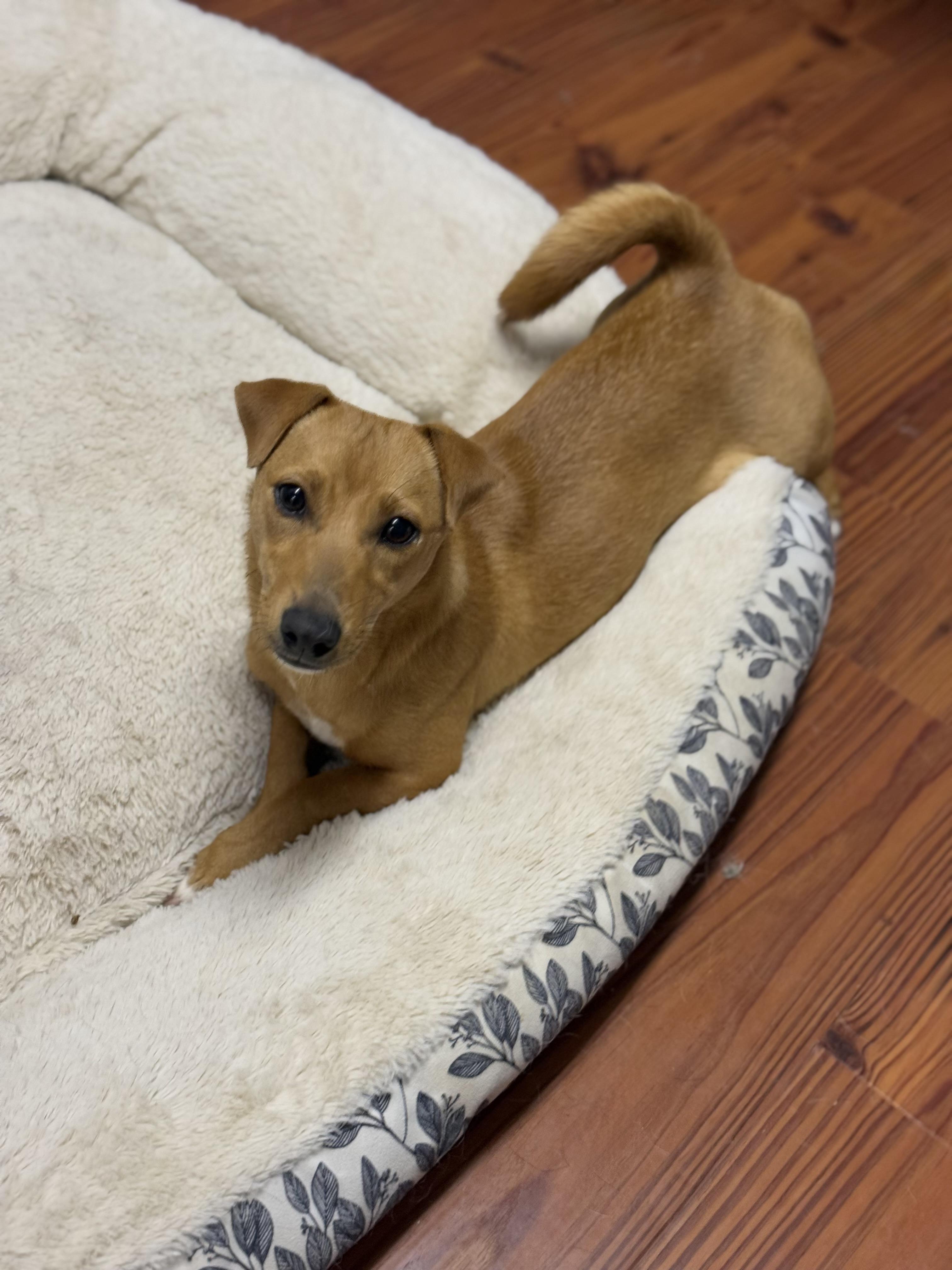 Winnie, Adoptable, Young Female Dachshund.