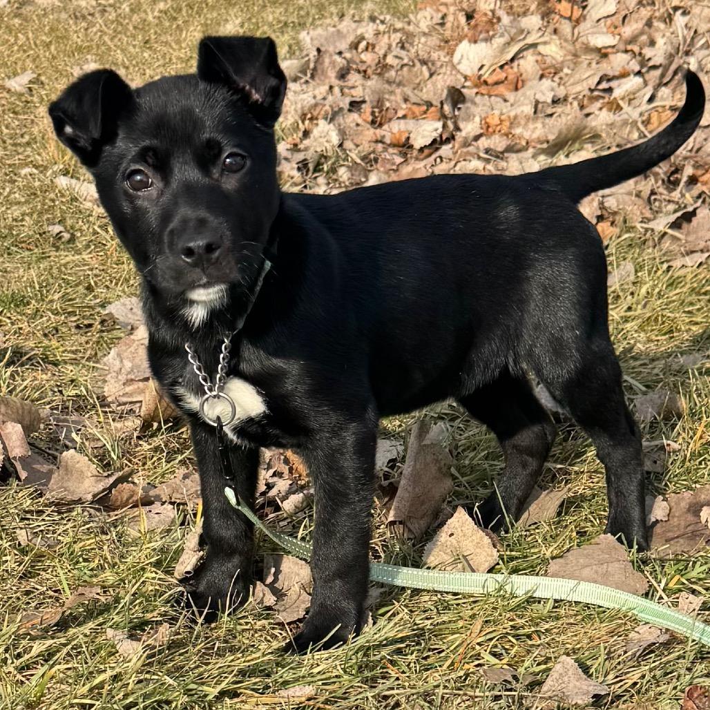 Lucy, Adoptable, Puppy Female Black Labrador Retriever & Mixed Breed.