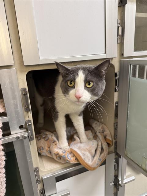 SEBASTIAN, Adoptable, Adult Male Domestic Short Hair.